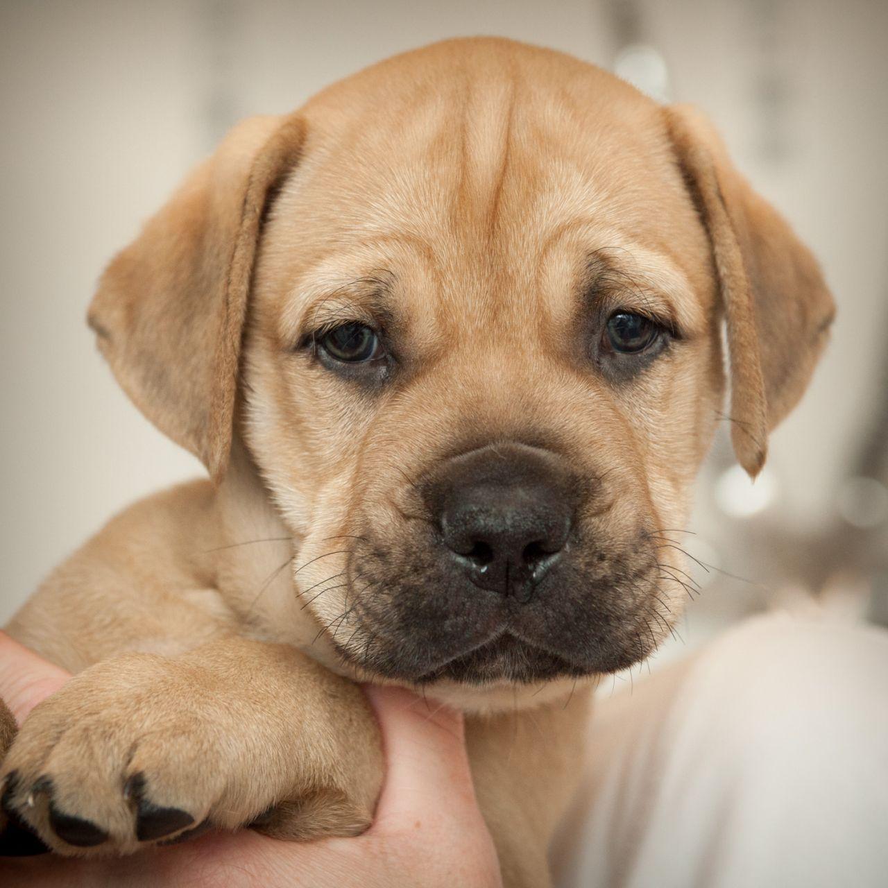 1280x1280 puppies bullmastiff. Image Male Bullmastiff Puppy Wallpaper. Puppies, Dogs, Bull mastiff puppies