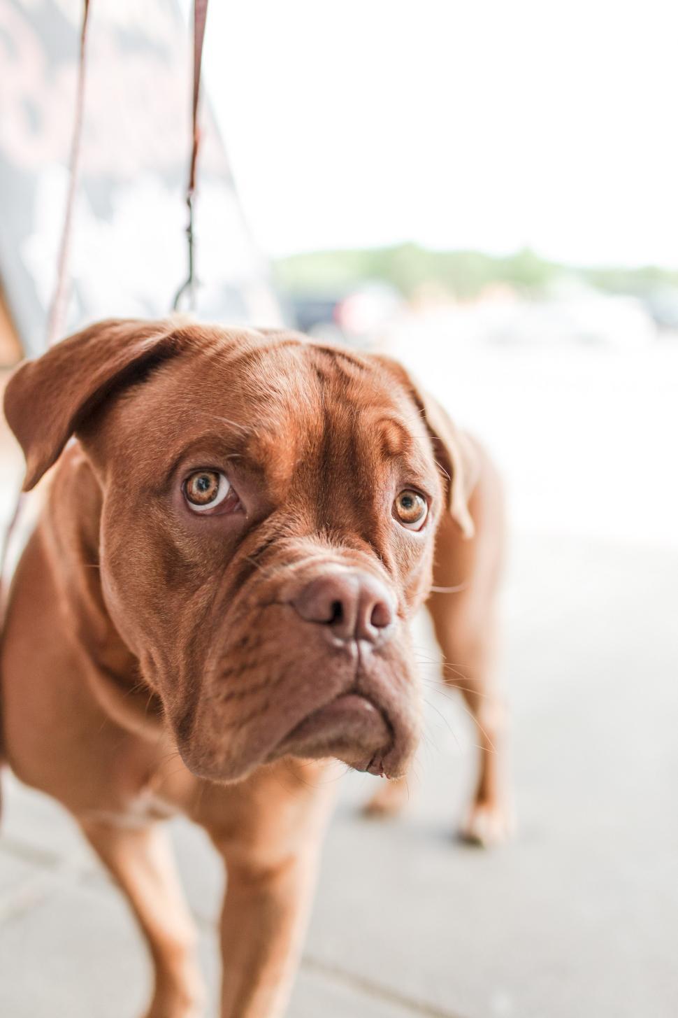 970x1455 Free of Bullmastiff. Download Free Image and Free Illustrations