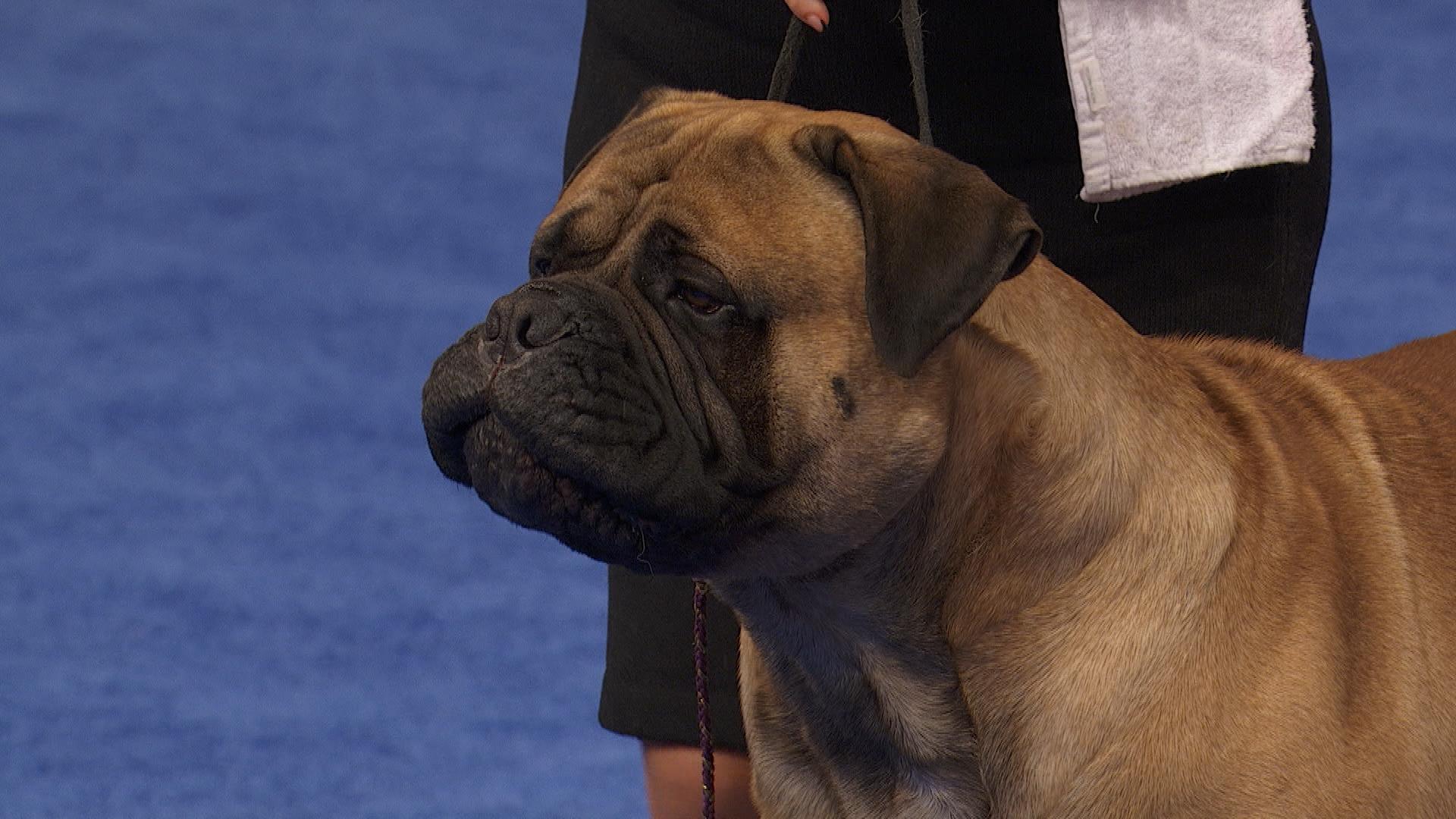 1920x1080 Bullmastiff, 2022 National Dog Show, Working Group
