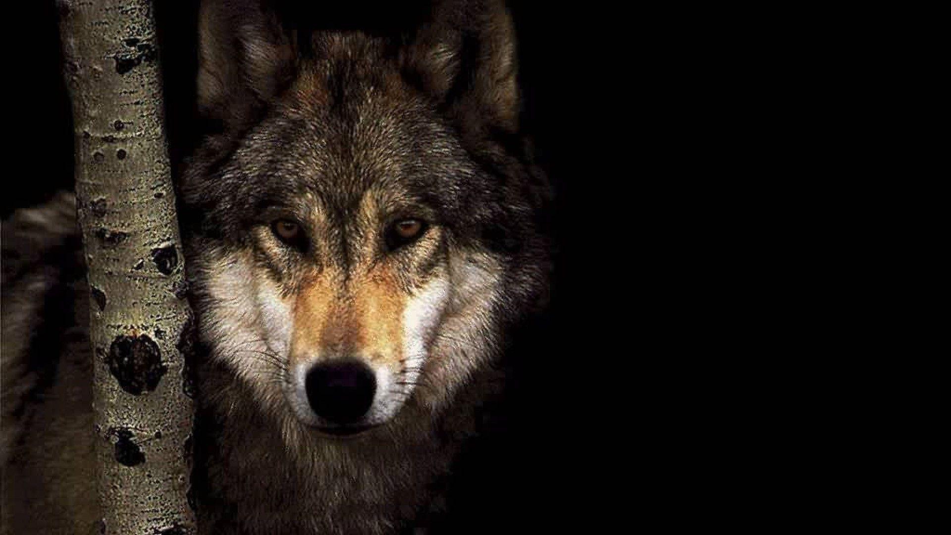 Hình nền chó sói 1920x1080 10-50 Hình nền chó sói đẹp nhất