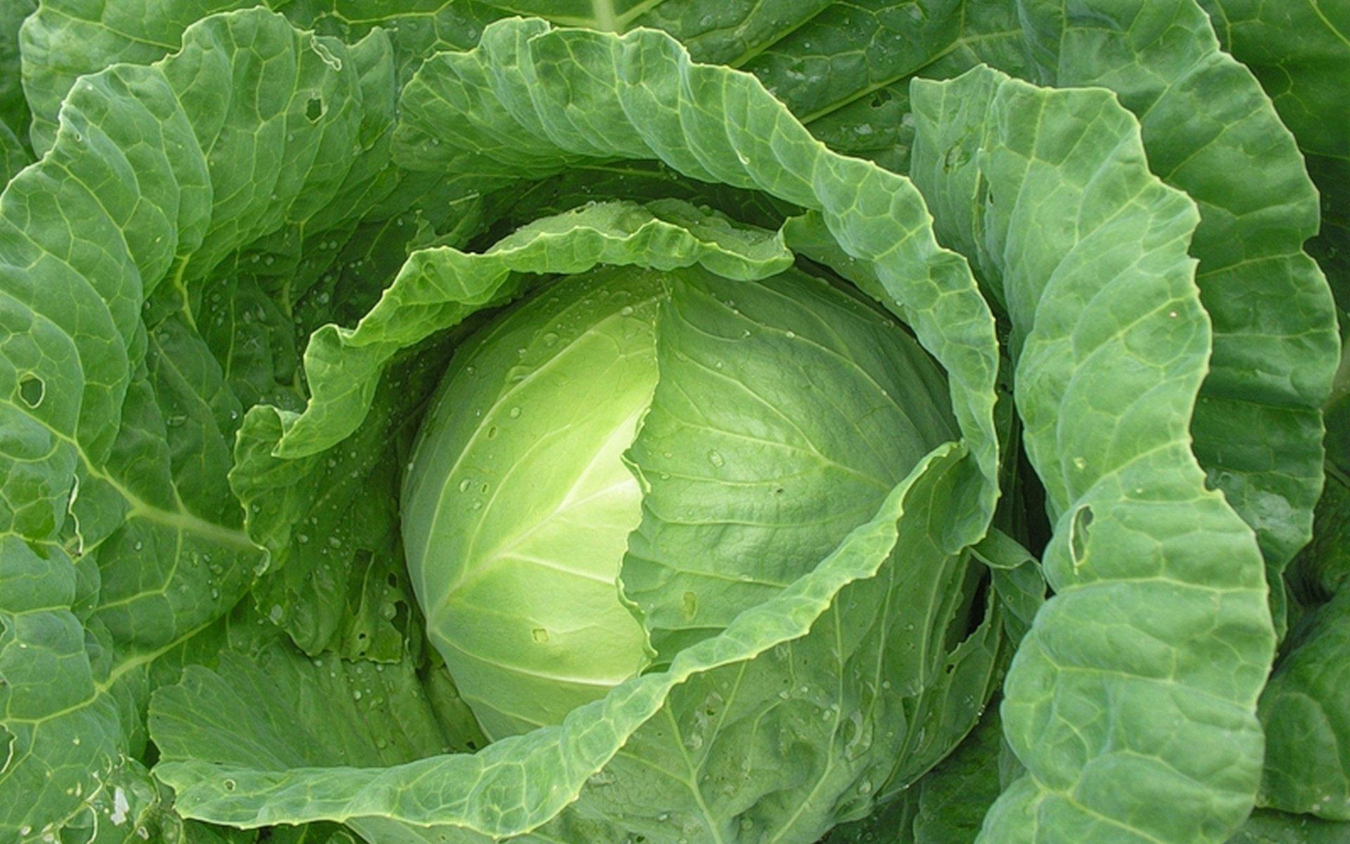 1920x1200 Cabbage HD Wallpaper
