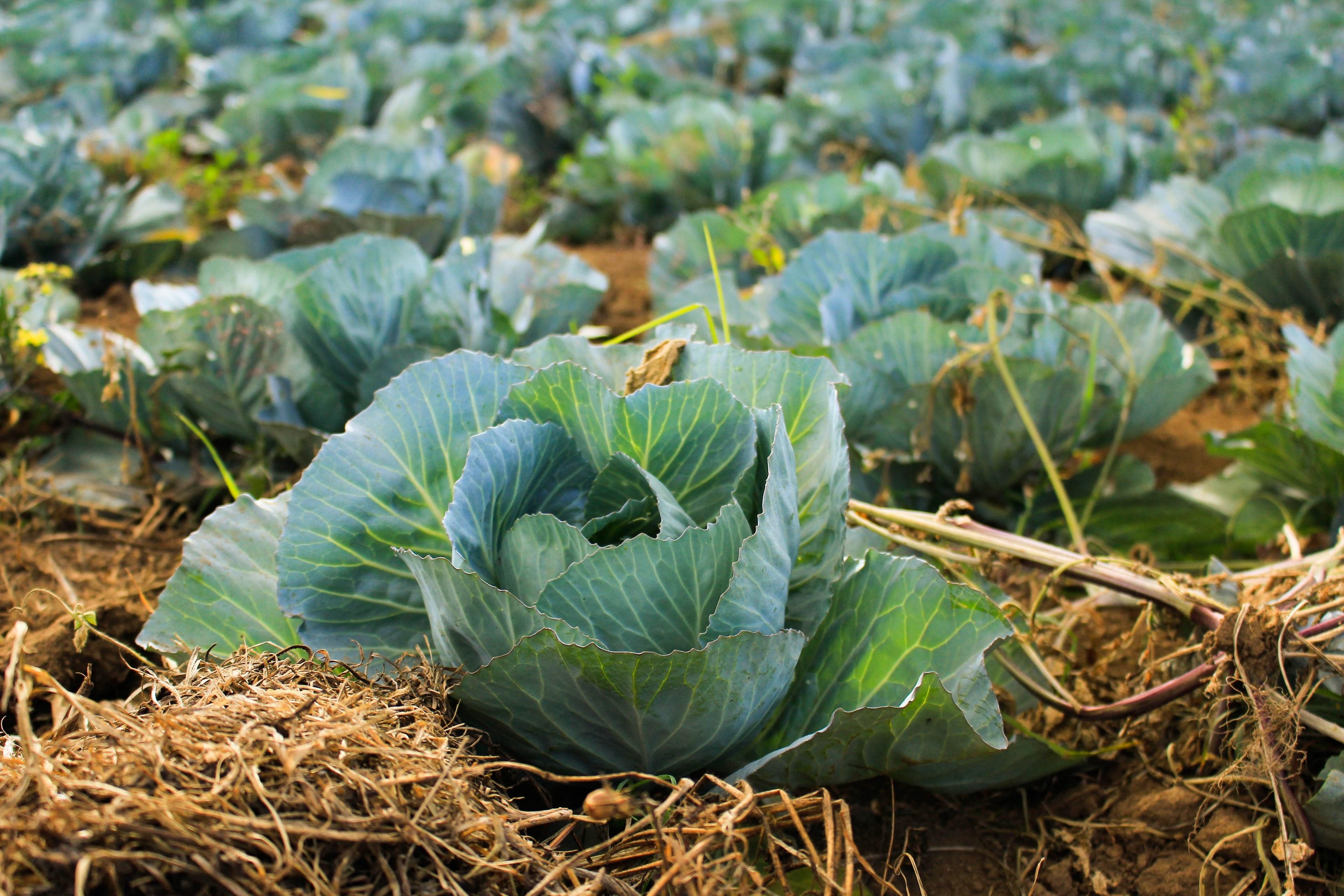 3840x2560 Wallpaper / vast farm field of heads of cabbage in a rural patch, vegetal 4k wallpaper free download