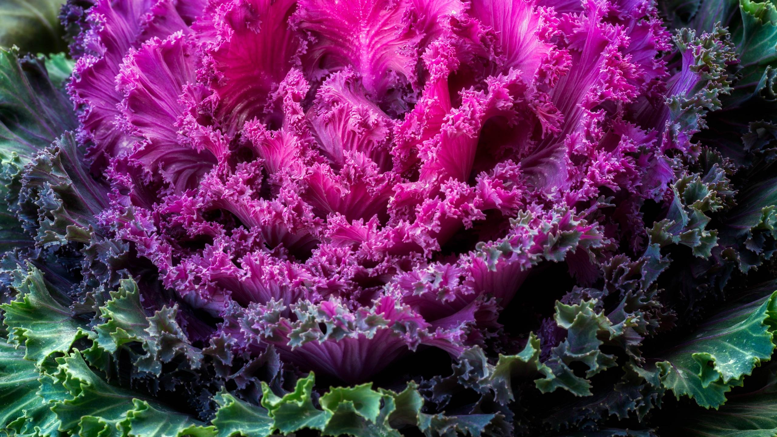 2560x1440 Ornamental Kale Wallpaper 4K, Pink leaves, Photography