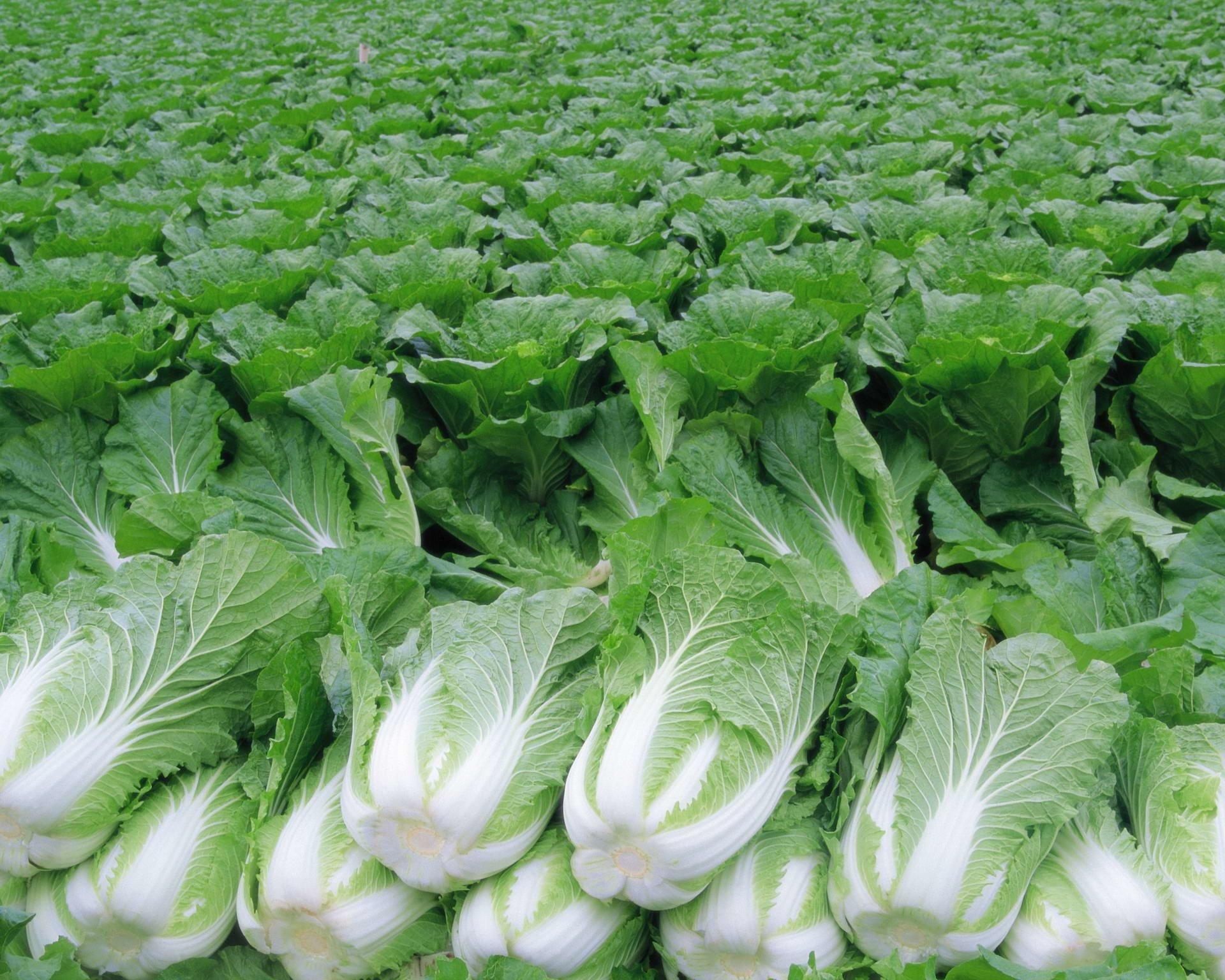 1920x1536 Chinese cabbage