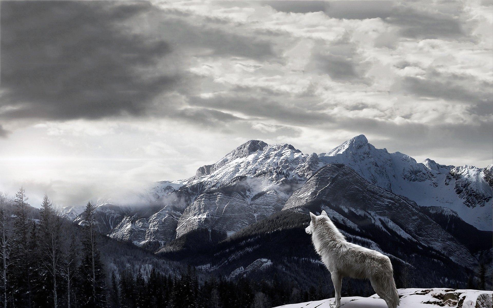 Hình ảnh con sói 1920x1200.  Tất cả về loài sói