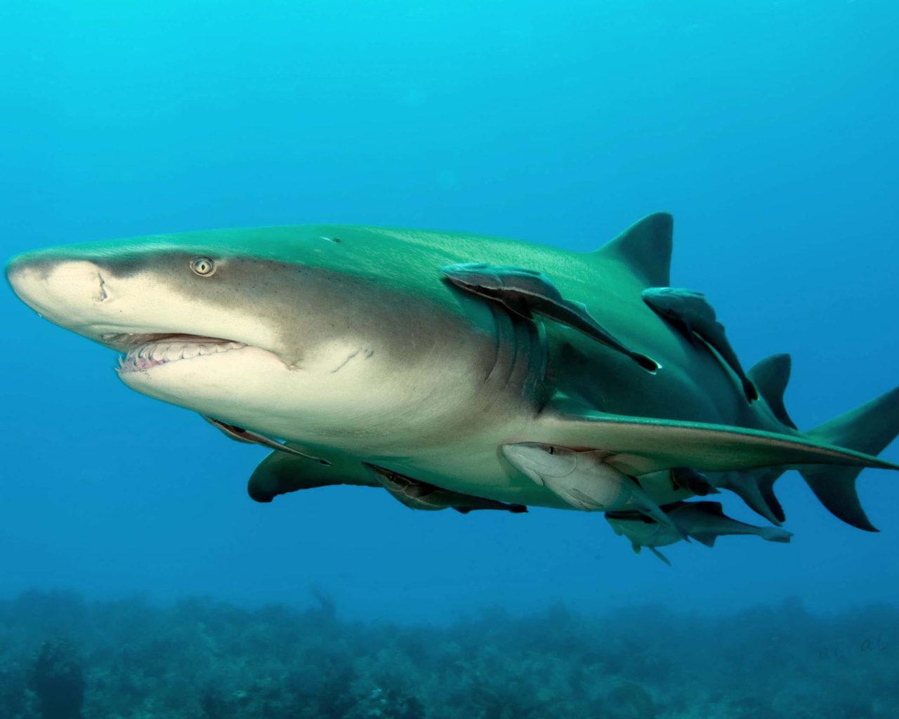 Lemon Shark Wallpapers - Top Free Lemon Shark Backgrounds - WallpaperAccess