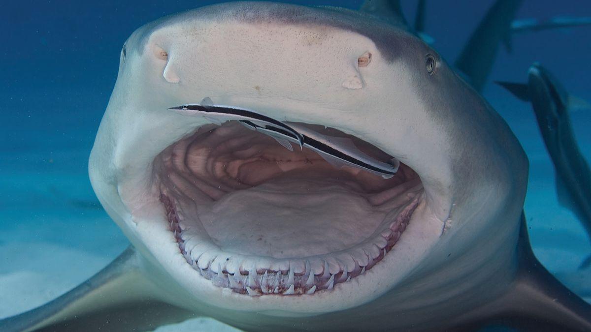 1200x675 The Lemon Shark Is a (Relatively) Friendly Shark