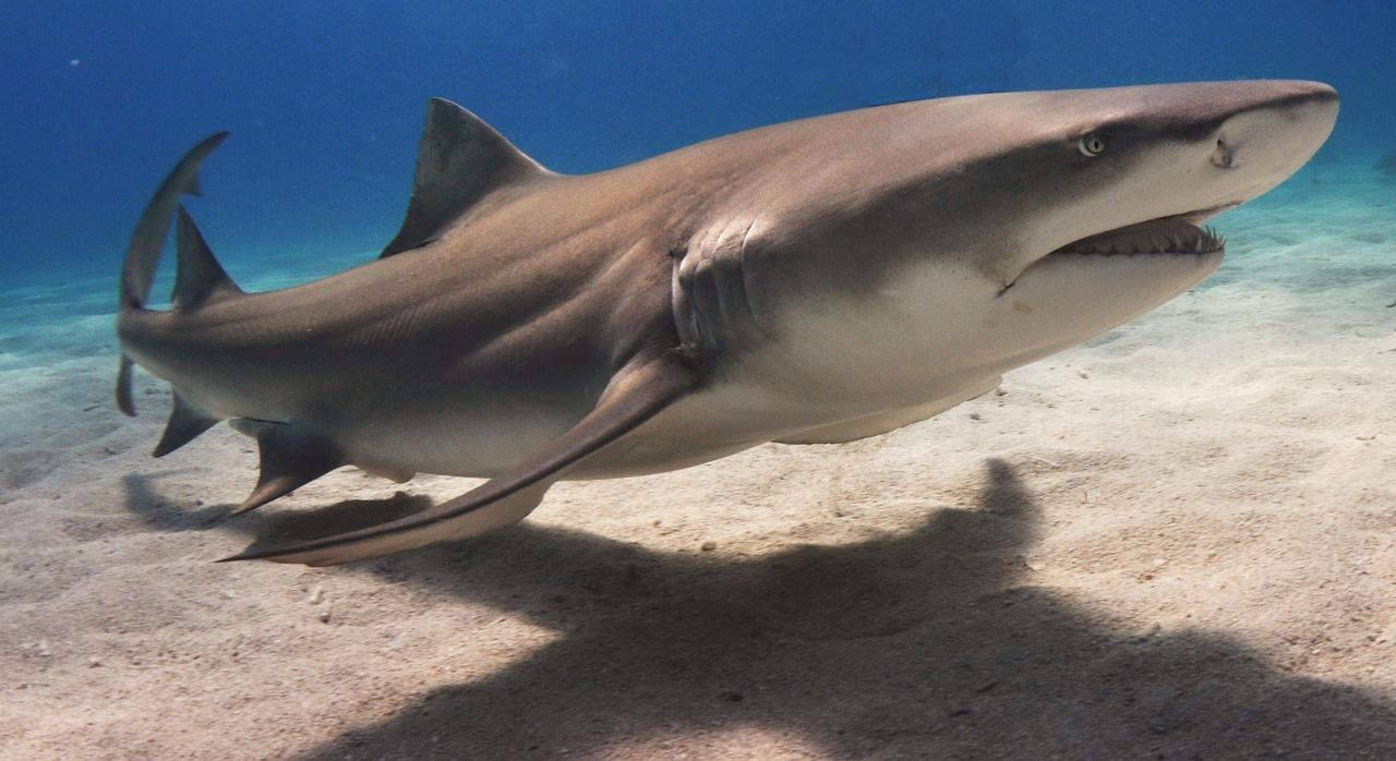 1280x698 Sharks in Atlantic, Gulf, and Caribbean Coastal Waters