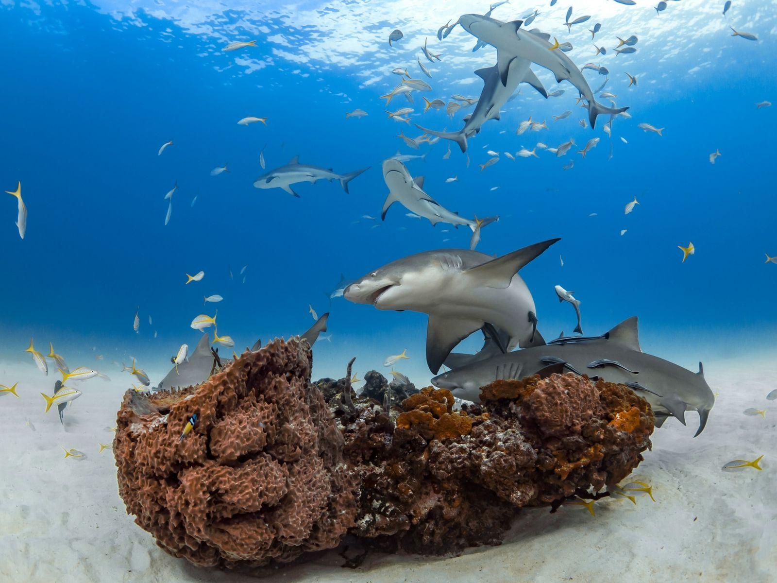 1600x1200 Sharks form 'friendships, ' dispelling 'lone shark' myth