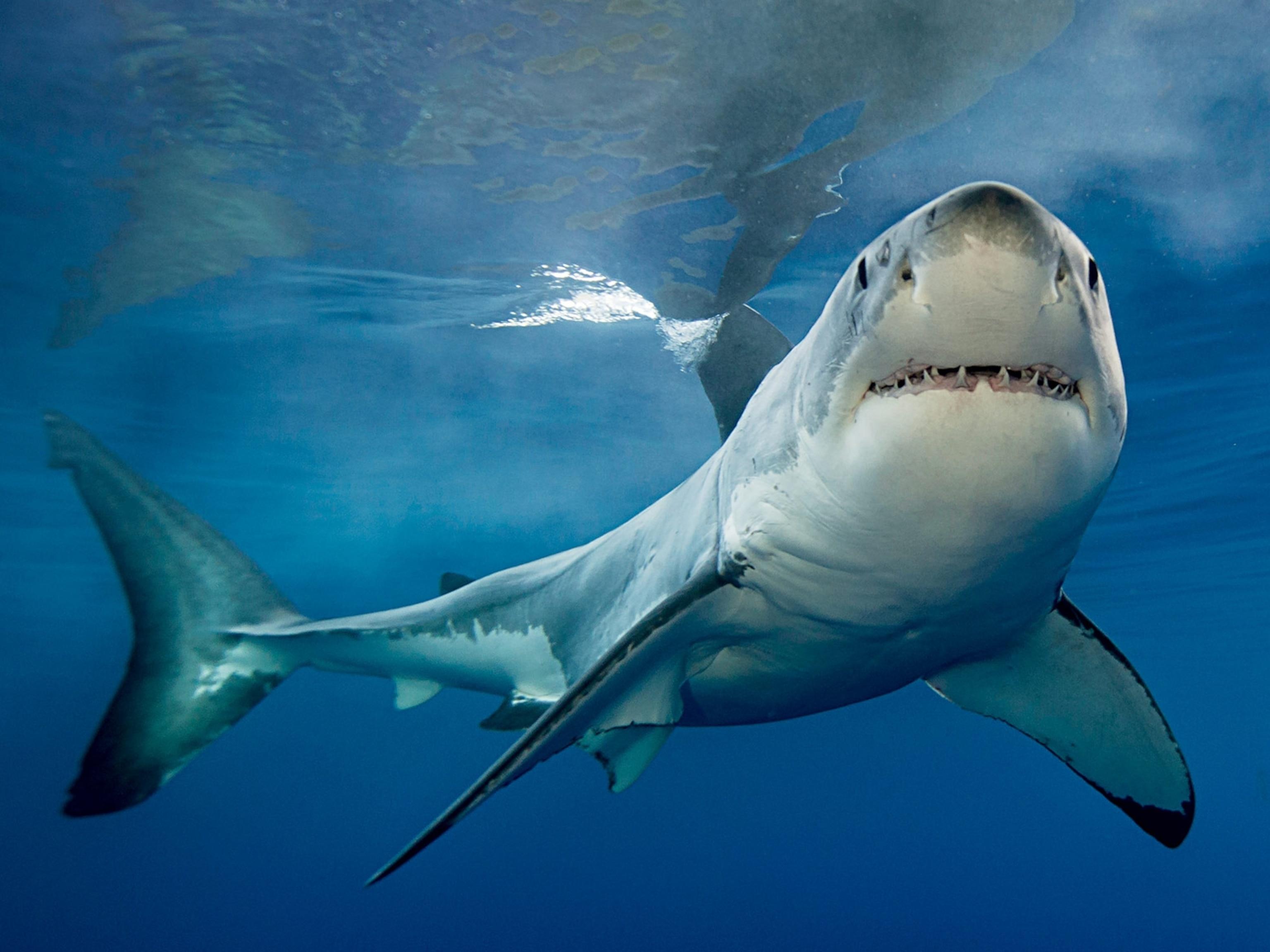 3072x2304 Surprising sharks