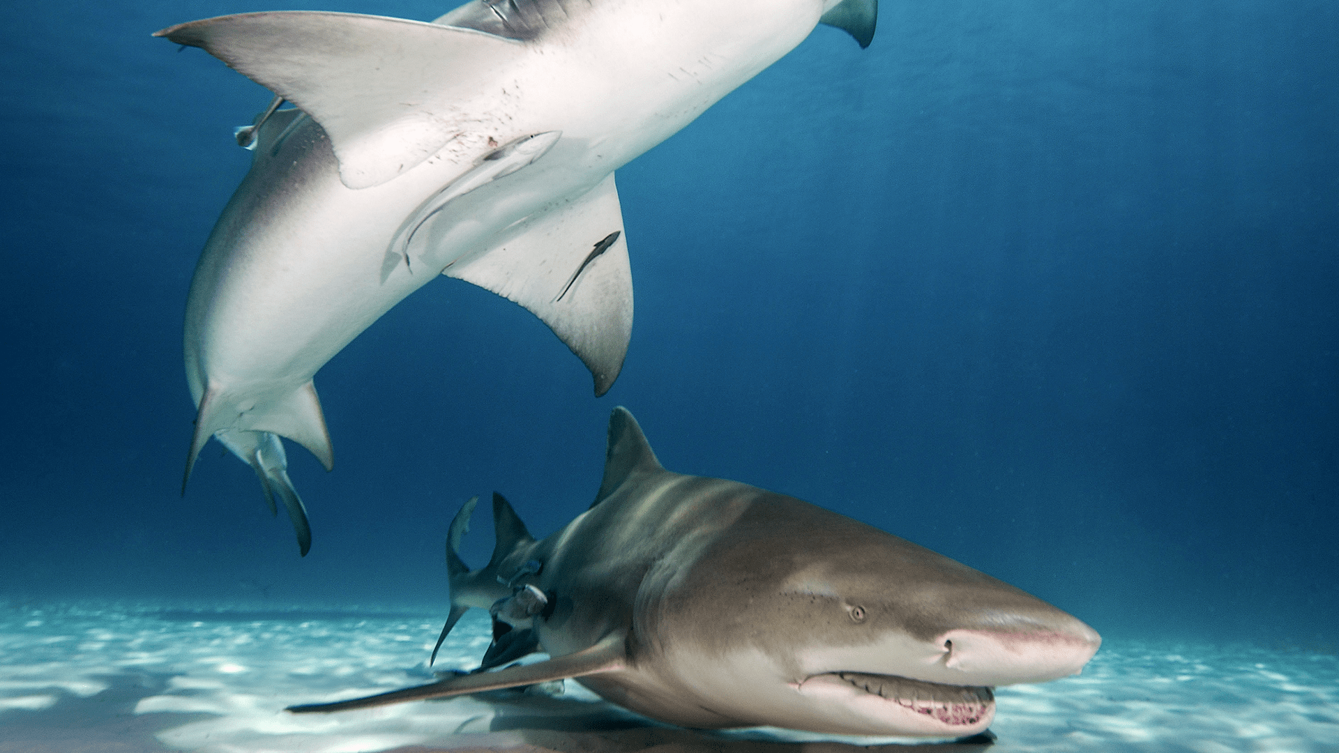 1920x1080 Bimini Dredge Leaves its Mark on Sharks' DNA