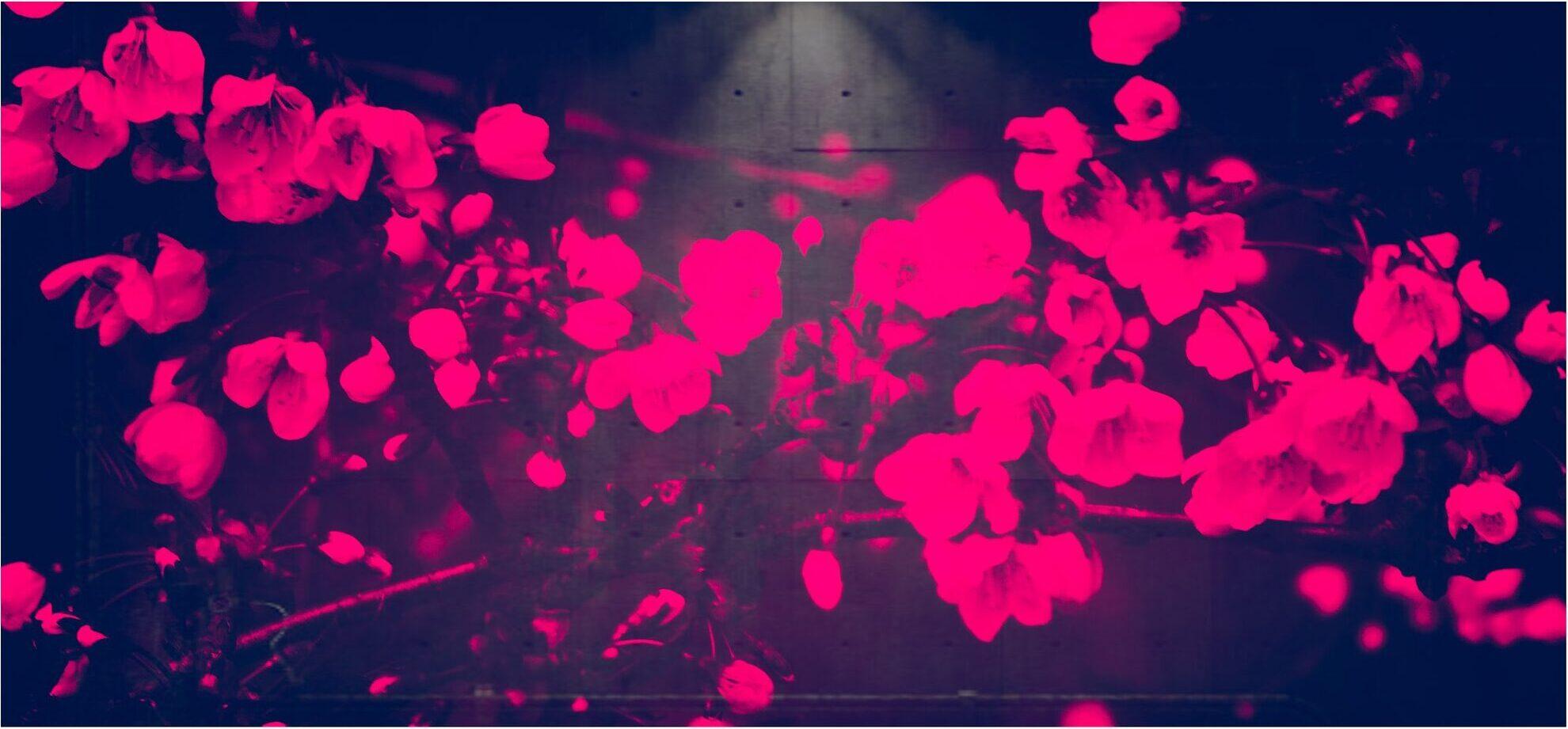 1980x921 WL//WH Weekly Shoegaze / Dreampop / Psychedelic / Indie Tips