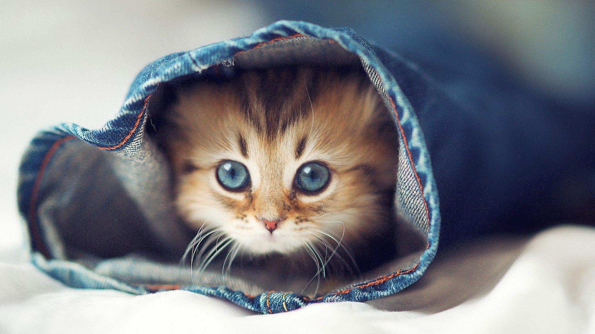 Cute Kitty Wallpapers - Top Free Cute Kitty Backgrounds - WallpaperAccess