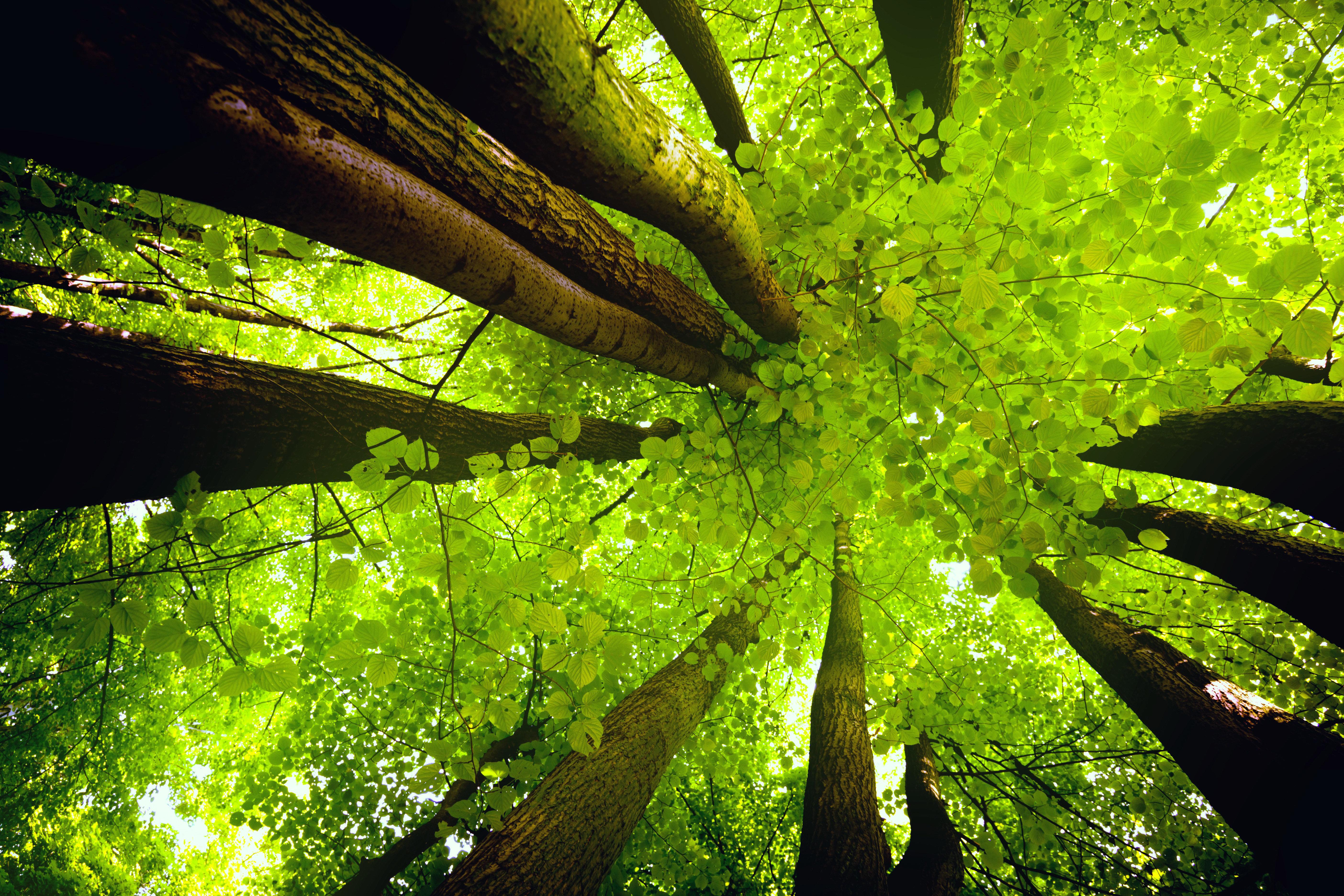 5616x3744 Redwood Tree Canopy