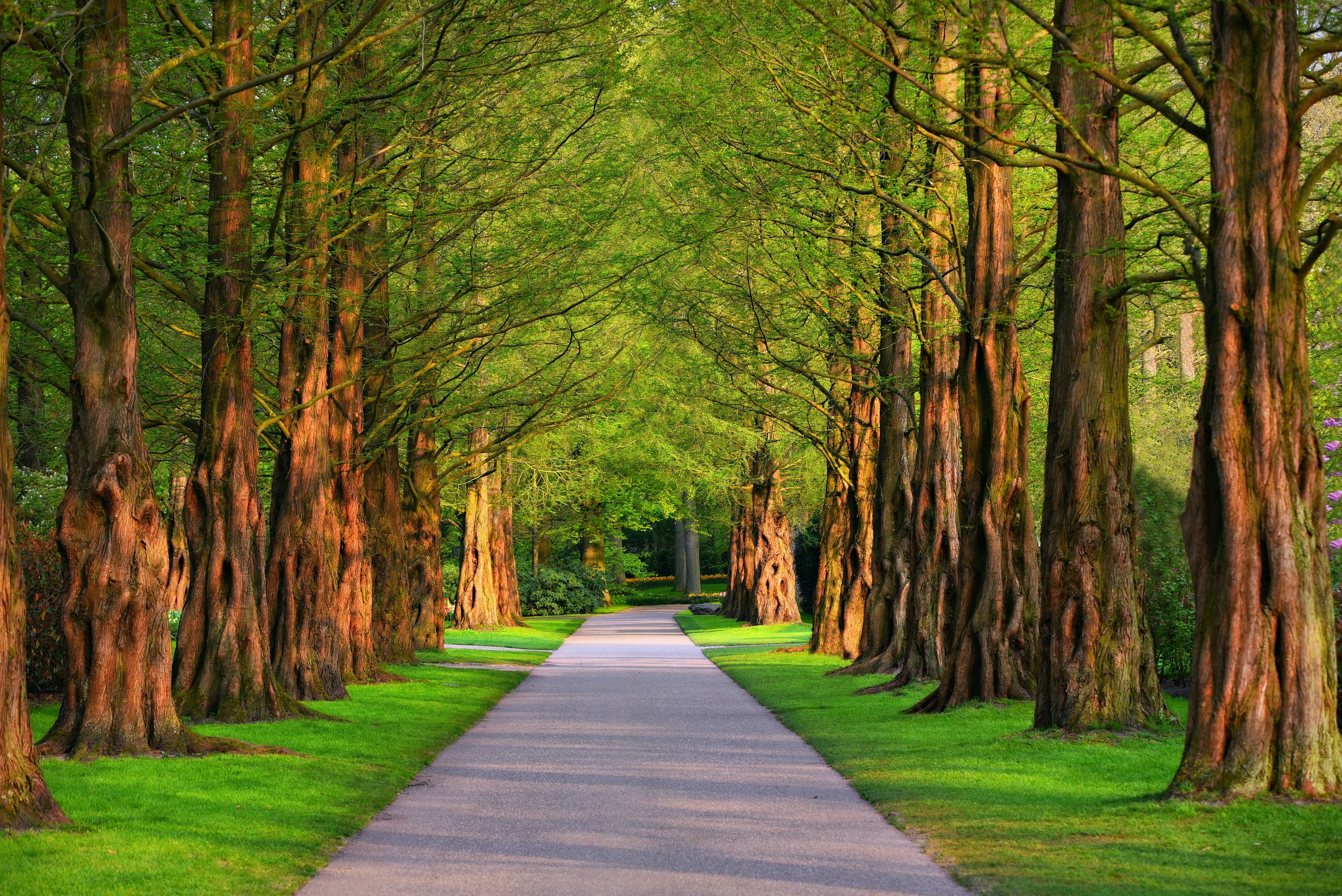 5000x3337 Wallpaper / footpath, concrete, summer, pathway, alley, transportation, nature, land, forest, trees, the way forward, treelined, green color, tranquility, tree canopy free download