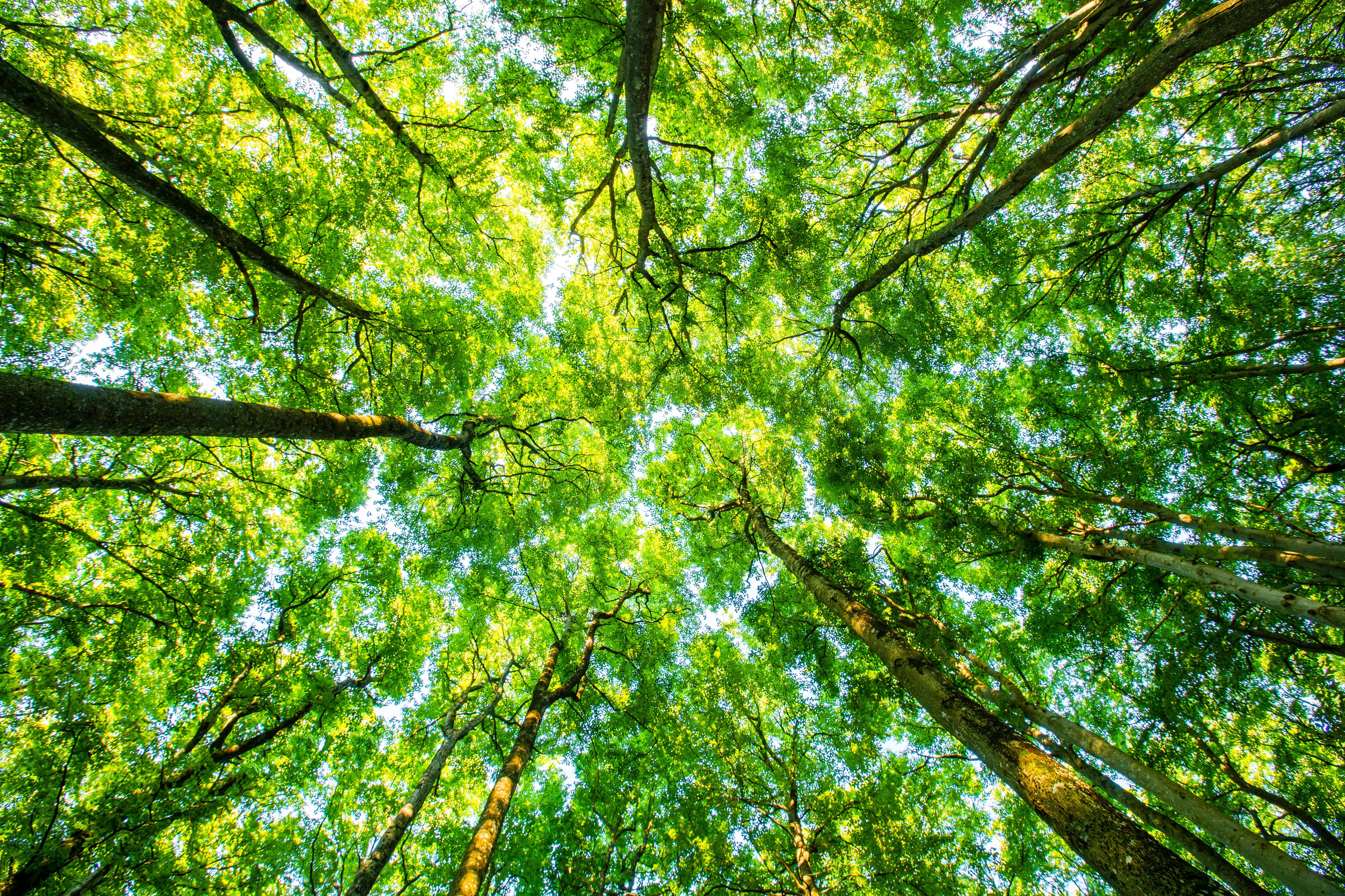 6000x3996 Good Things Come In Trees : Short Wave
