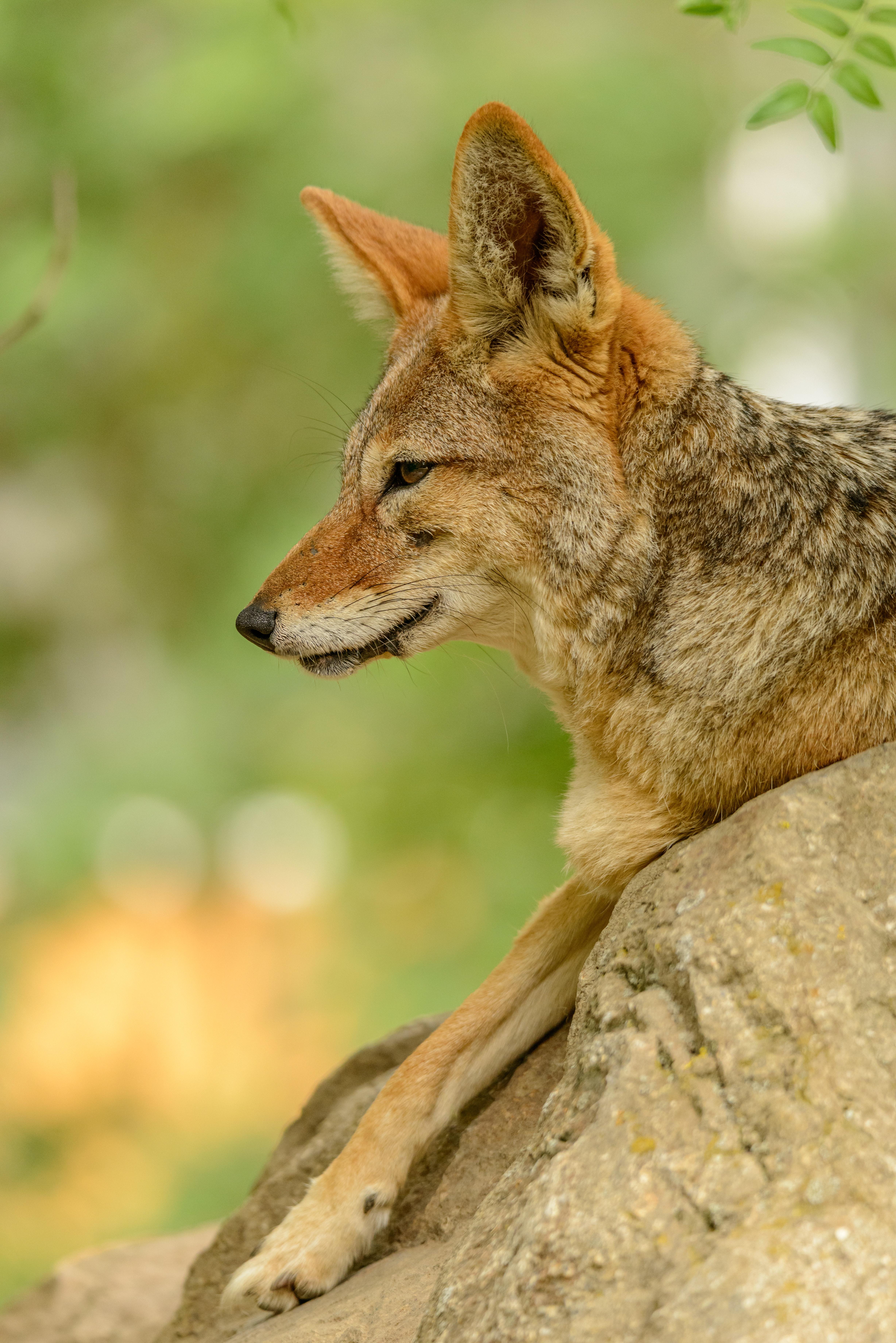 4912x7360 Jackal Photo, Download The BEST Free Jackal & HD Image
