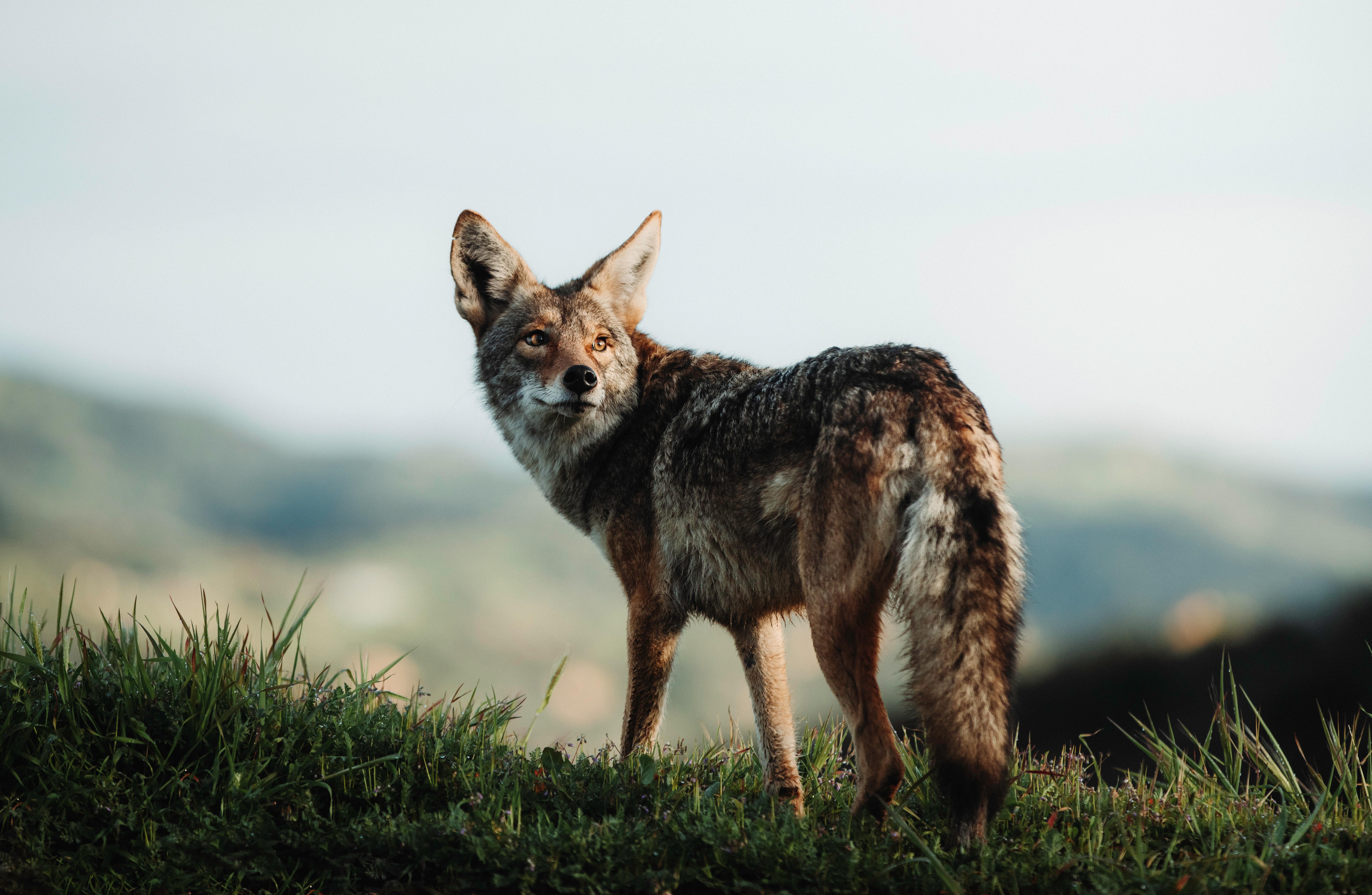 7867x5129 Jackal Photo, Download The BEST Free Jackal & HD Image