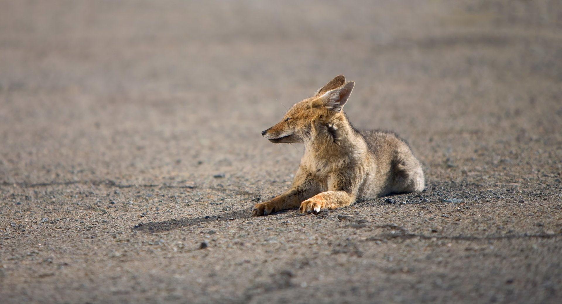 1920x1037 Wallpaper / 1080P, Jackal, Cats free download