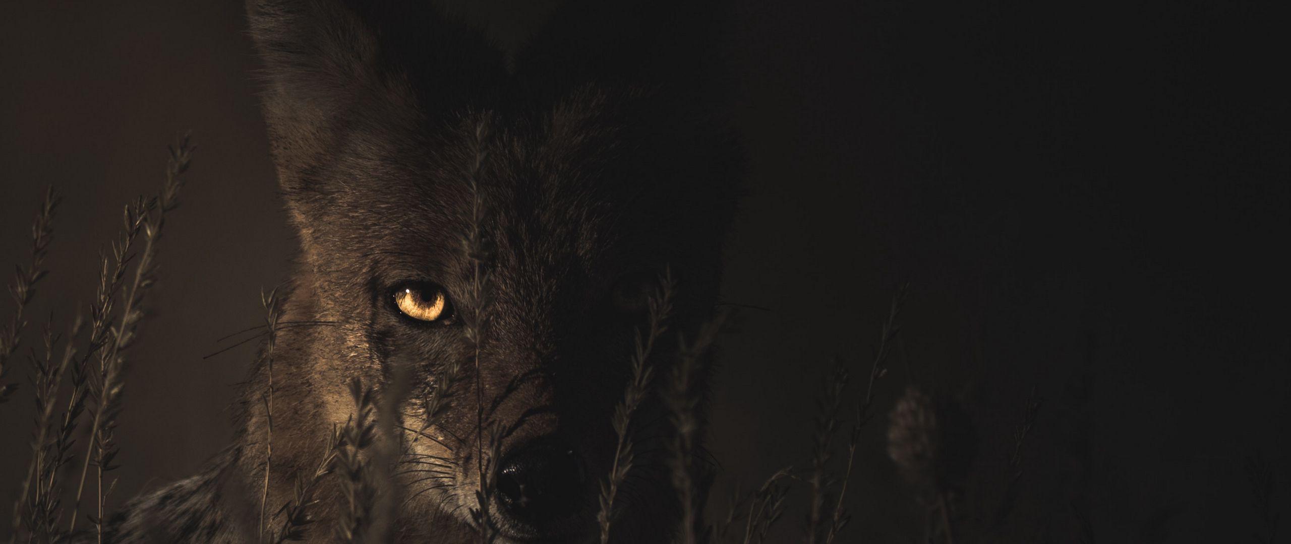 2560x1080 Download wallpaper 2560x1080 jackal, grass, dark, predator, look dual wide 1080p HD background