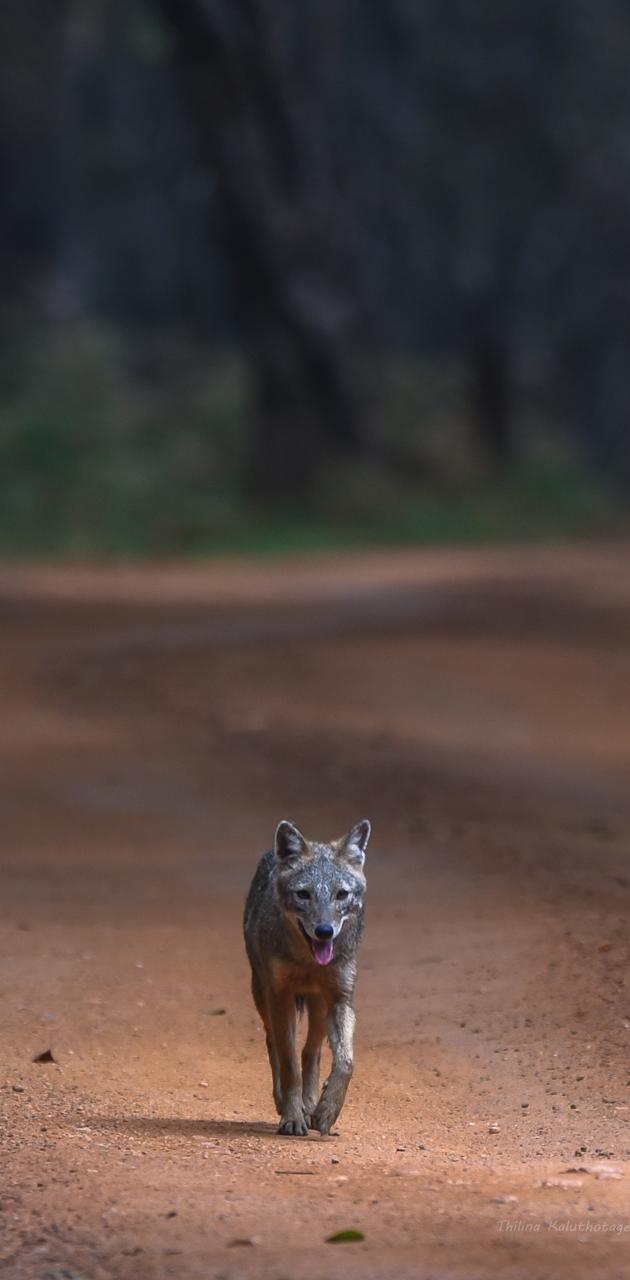 630x1280 Golden Jackal wallpaper