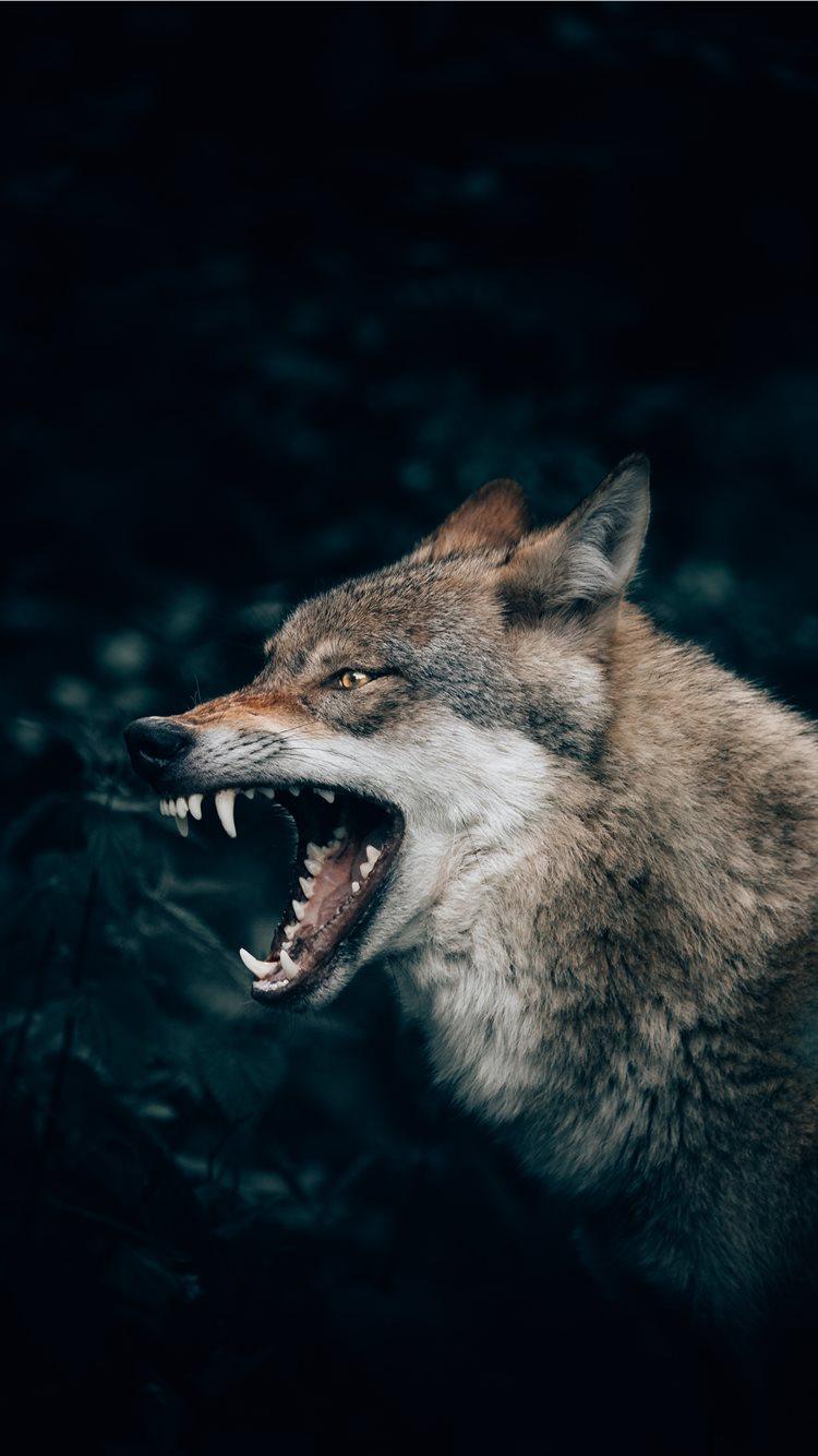 750x1334 Best Coyote iPhone 8 HD Wallpaper