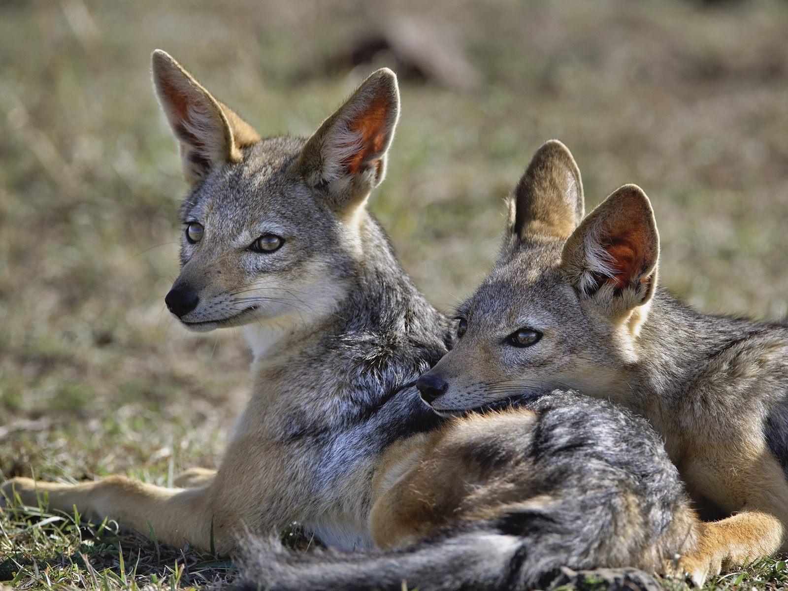 1600x1200 Young jackals wallpaper. Young jackals