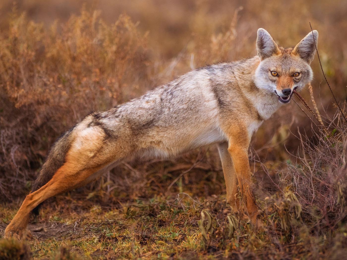 1400x1050 Download wallpaper grass, the bushes, coyote, Jackal, meadow wolf, cleans teeth, section animals in resolution 1400x1050