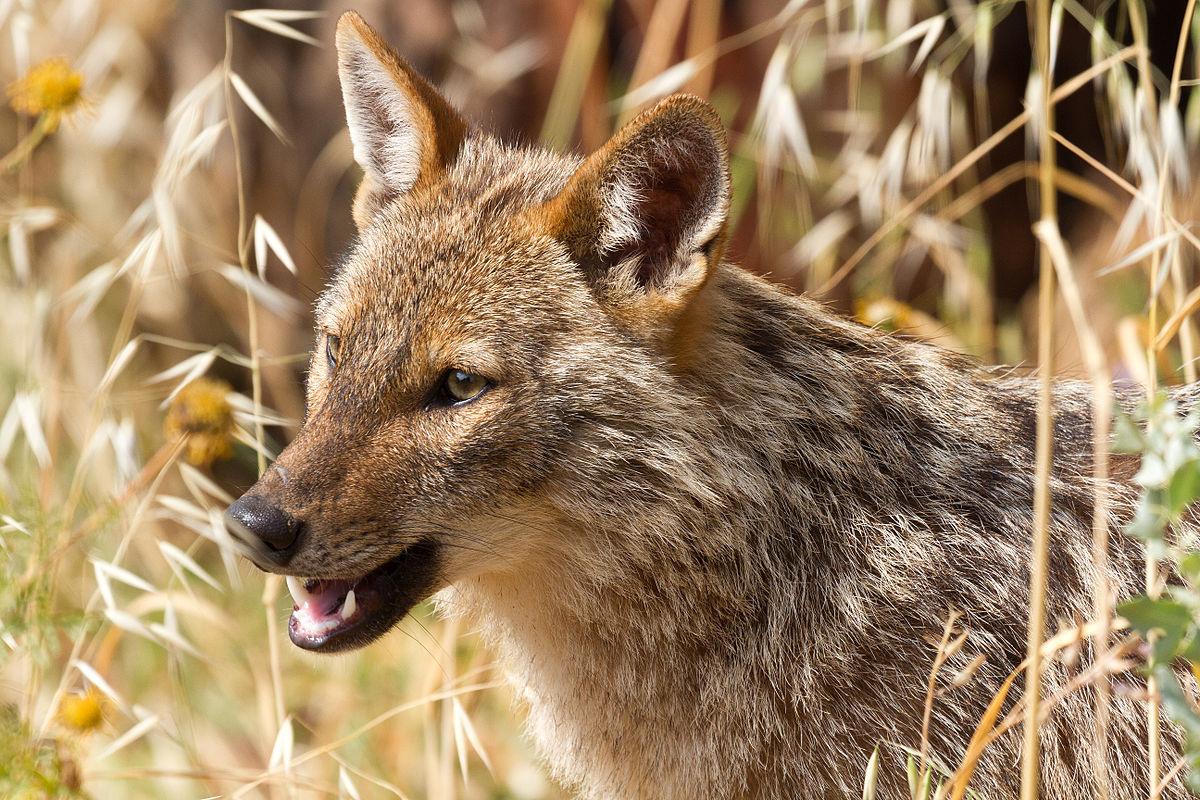 1200x800 Golden jackal