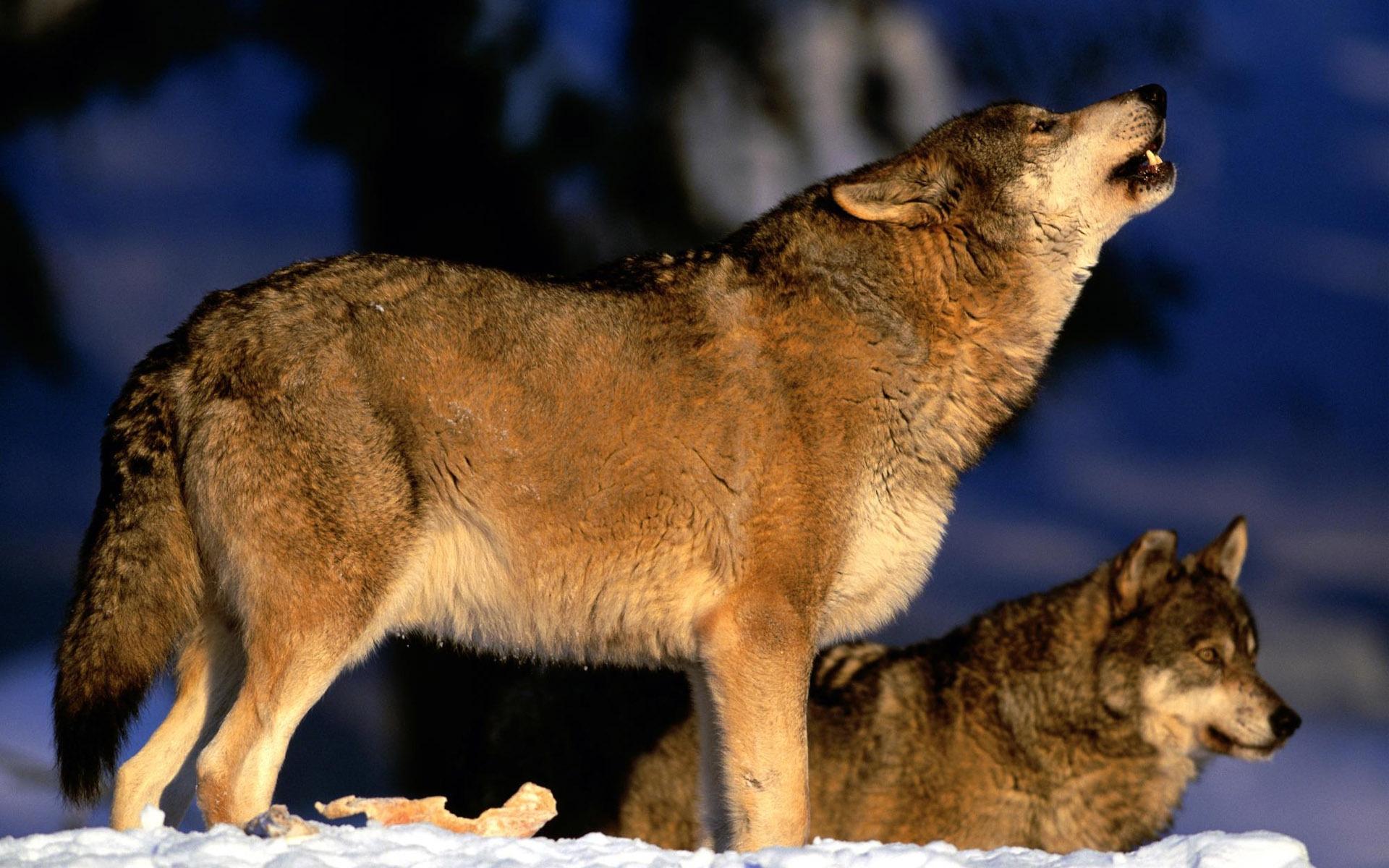 1920x1200 Jackal Wallpaper, HD Jackal Background, Free Image Download