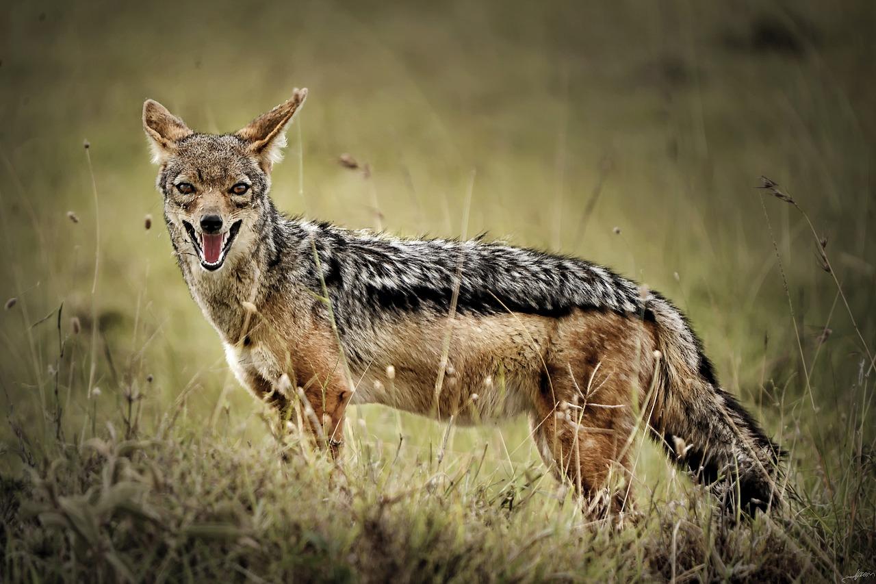 1280x853 Jackal Animal Wild Life