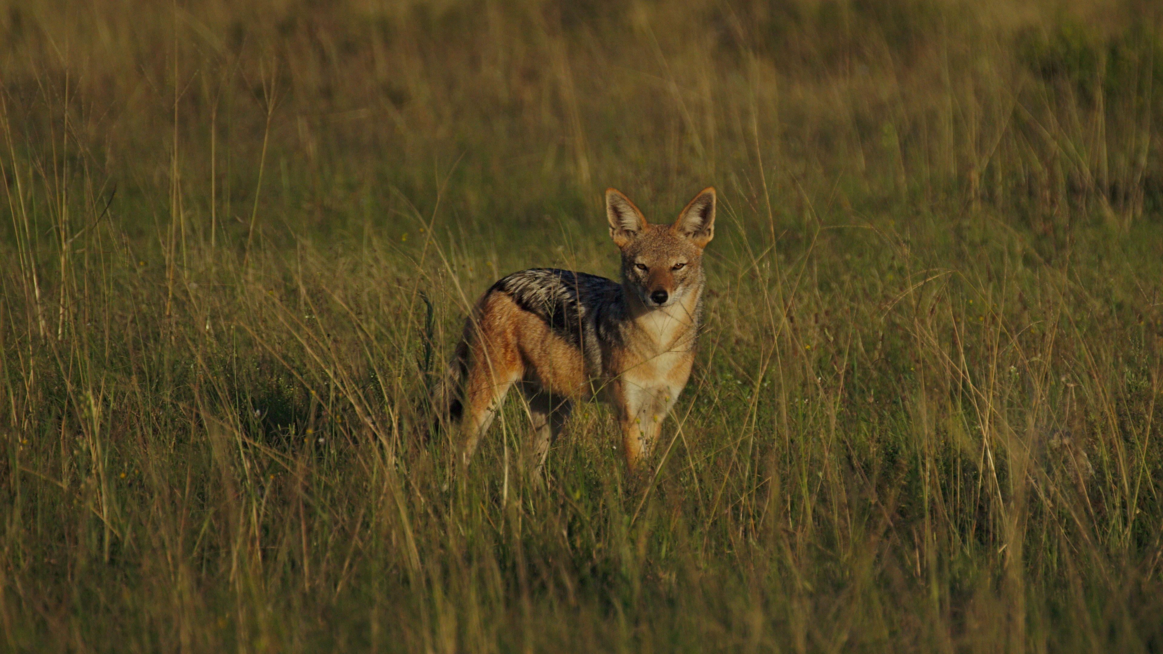 3840x2160 jackal 1080P, 2k, 4k Full HD Wallpaper, Background Free Download