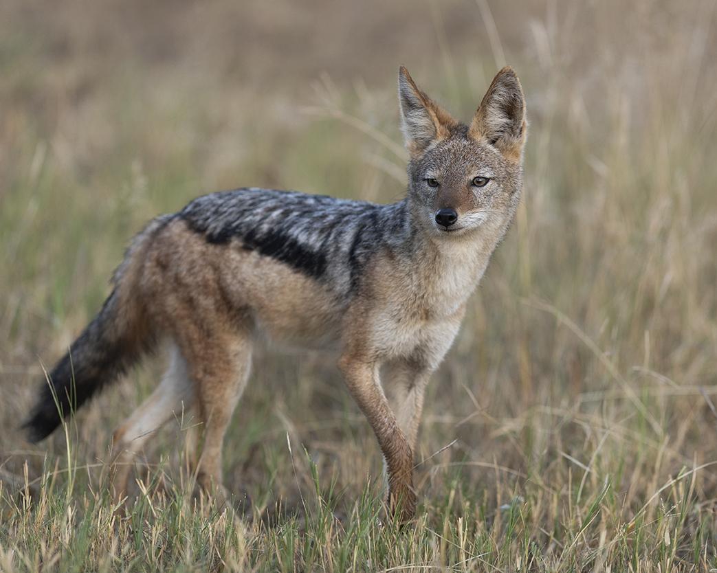 1043x834 Black Backed Jackal