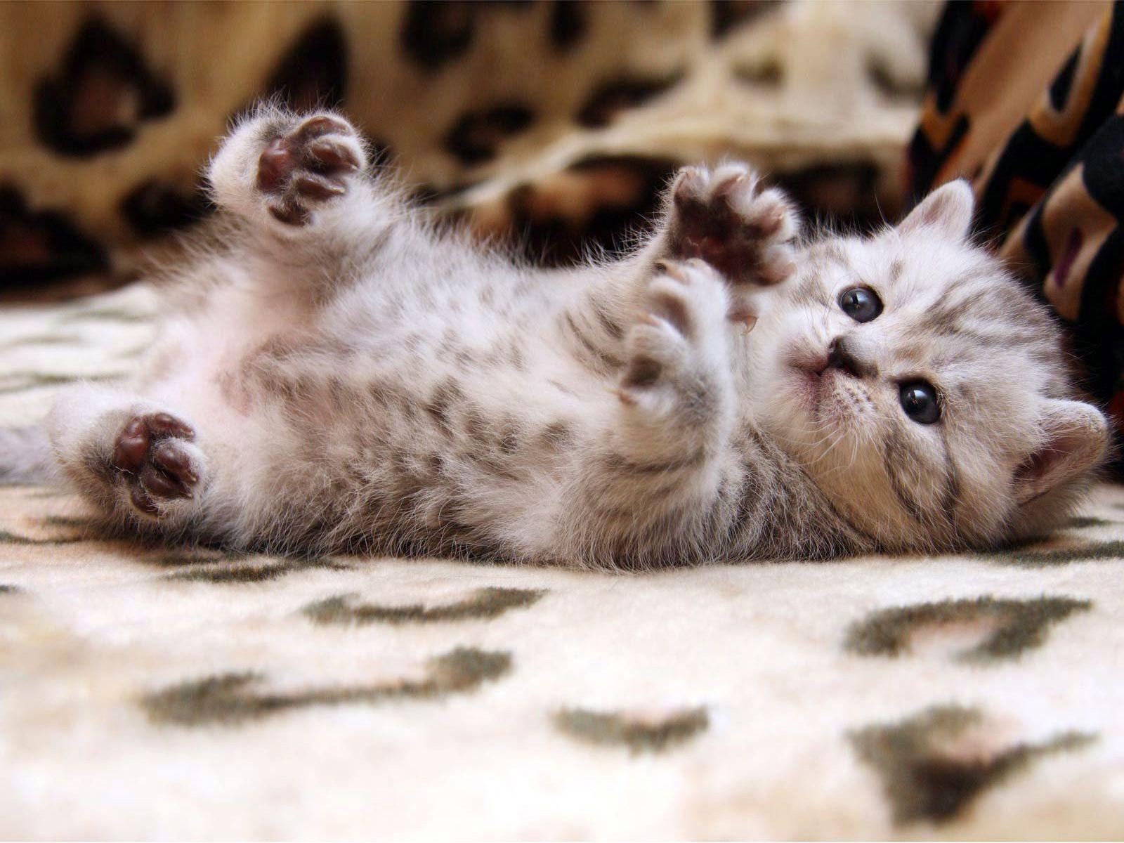 Wallpaper cute cat