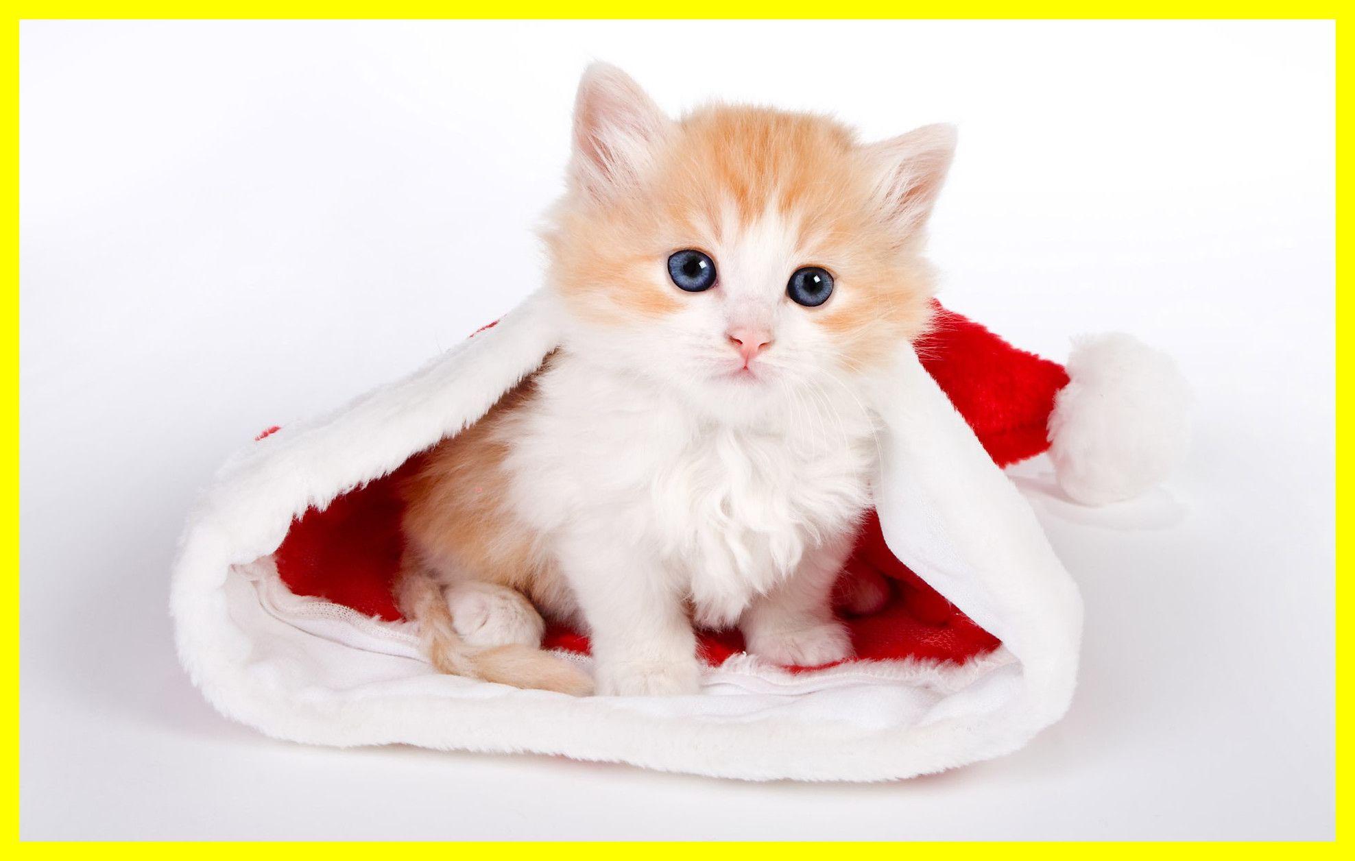 Cute Kitty Wallpapers Top Free Cute Kitty Backgrounds