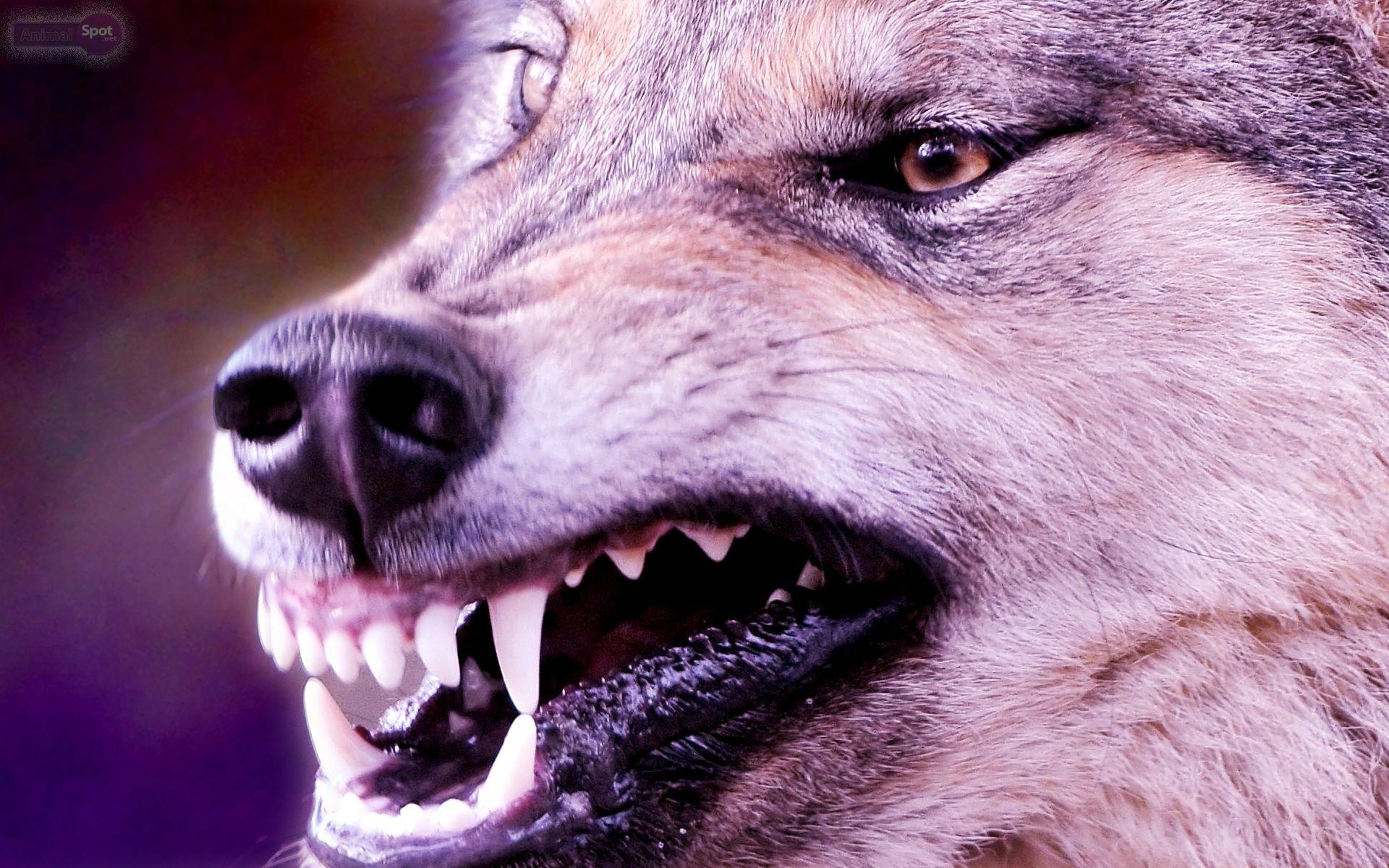 1920x1200 Hình nền chó sói Răng đáng sợ, Hình nền chó sói.  Hình nền HD Lên trên