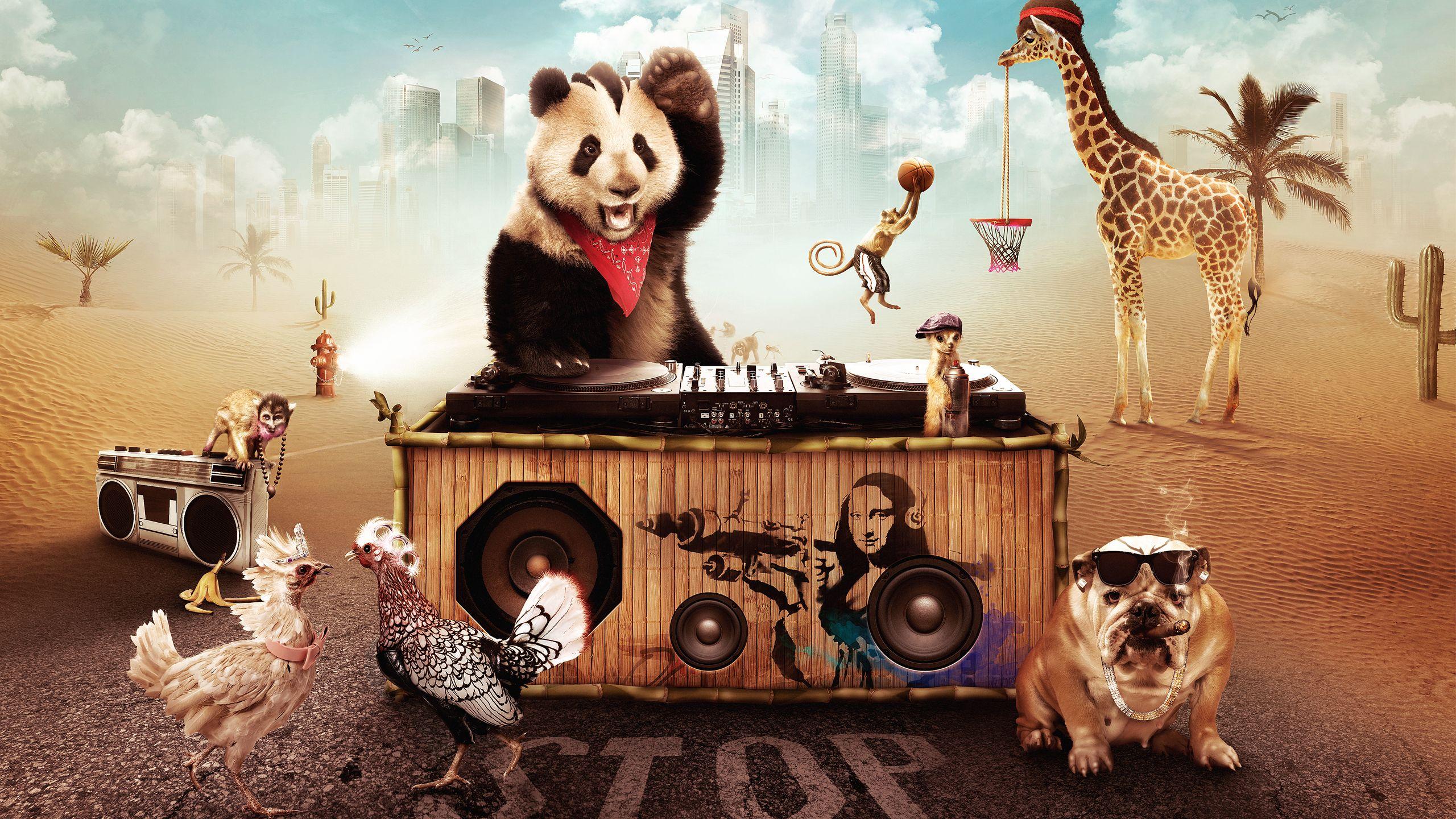 2560x1440 Wallpaper Humor Pandas Bears Creative Animals 2560x1440