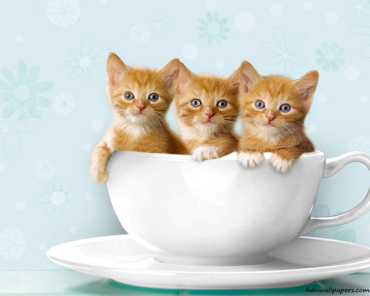 Baby Kitten Wallpapers Top Free Baby Kitten Backgrounds Wallpaperaccess