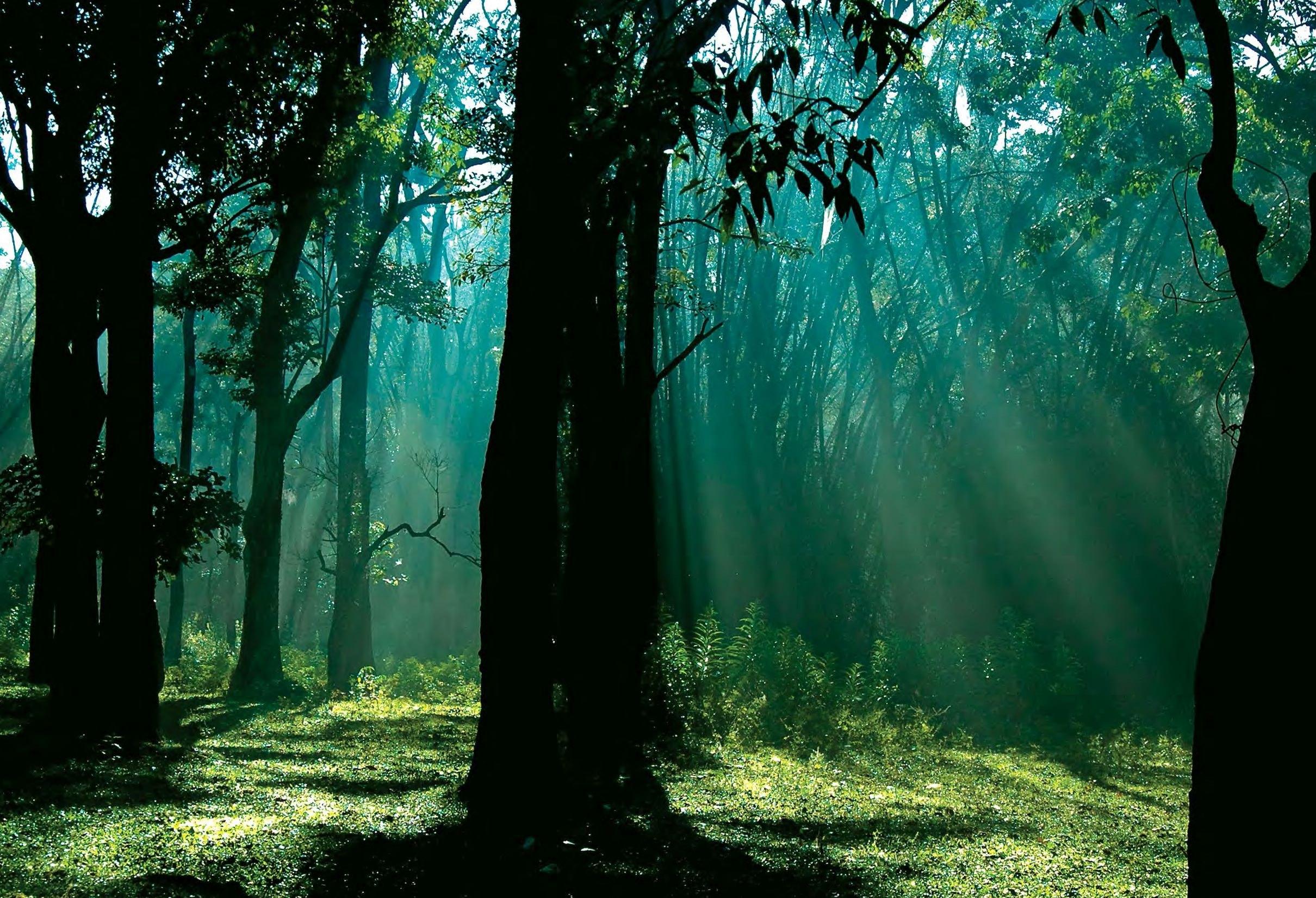 2420x1652 Wayanad Feel Nature Like Never Before