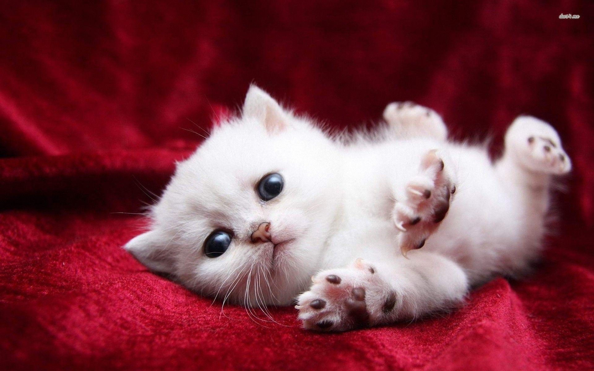 Cute cat Wallpapers Download  MOONAZ