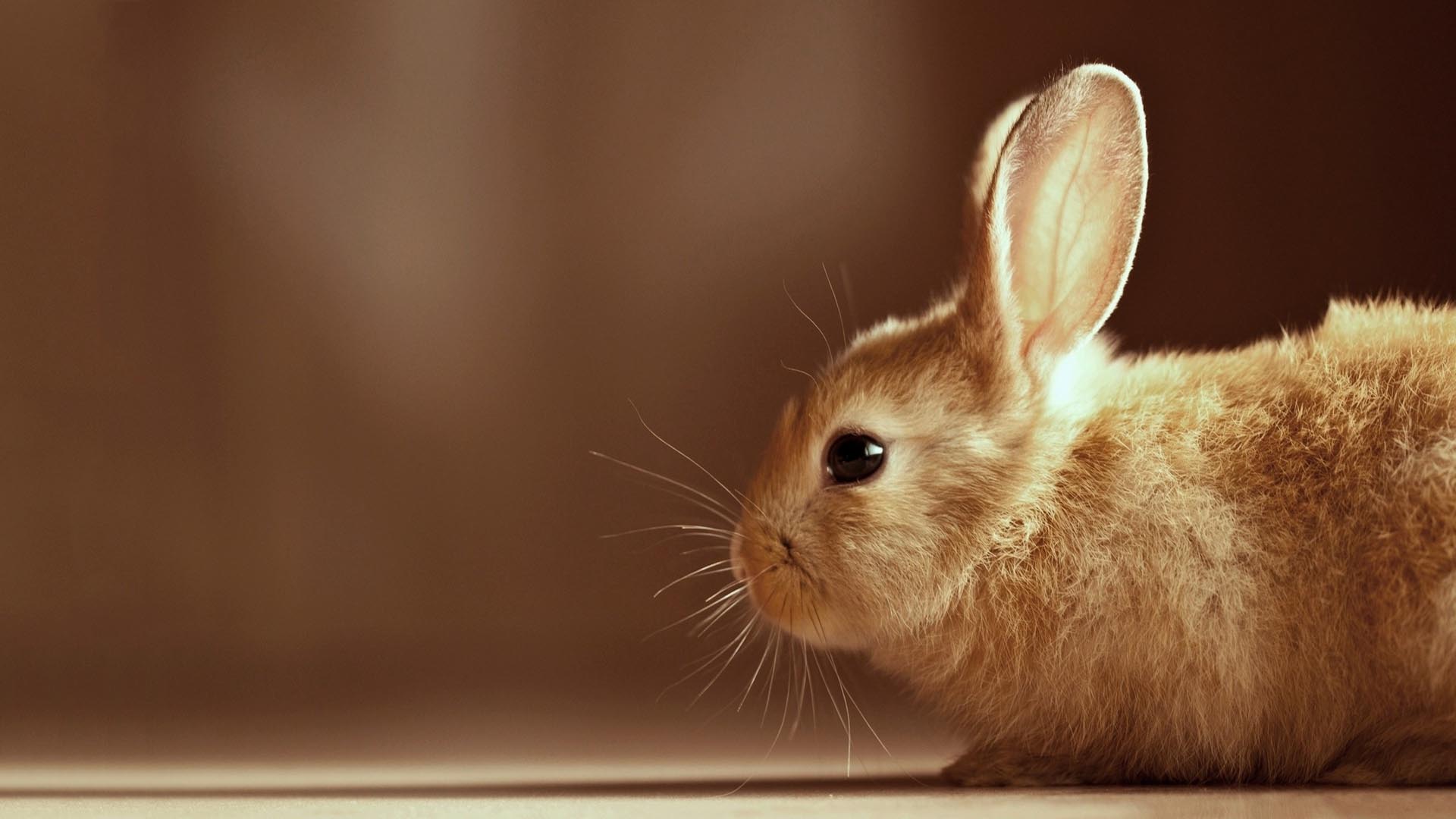 Cute Bunny Desktop Backgrounds