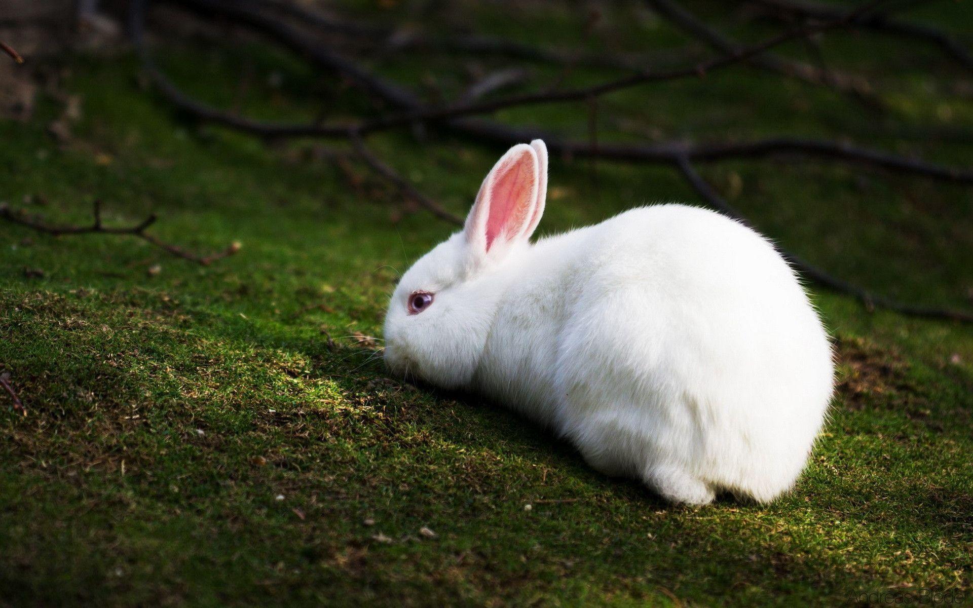 1920x1200 Hình nền thỏ đẹp và dễ thương hàng đầu ở Hình nền hình ảnh thỏ HD 1920 × 1200 (53 Hình nền).  Wallpap đáng yêu.  Hình nền con thỏ, Con thỏ xinh đẹp, Động vật