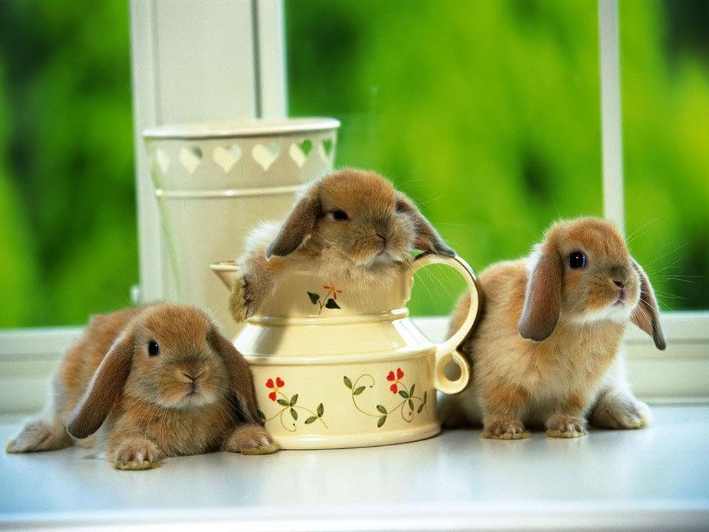 1024x768 Cute Bunny Wallpaper Desktop For Desktop Wallpaper WSW1026066