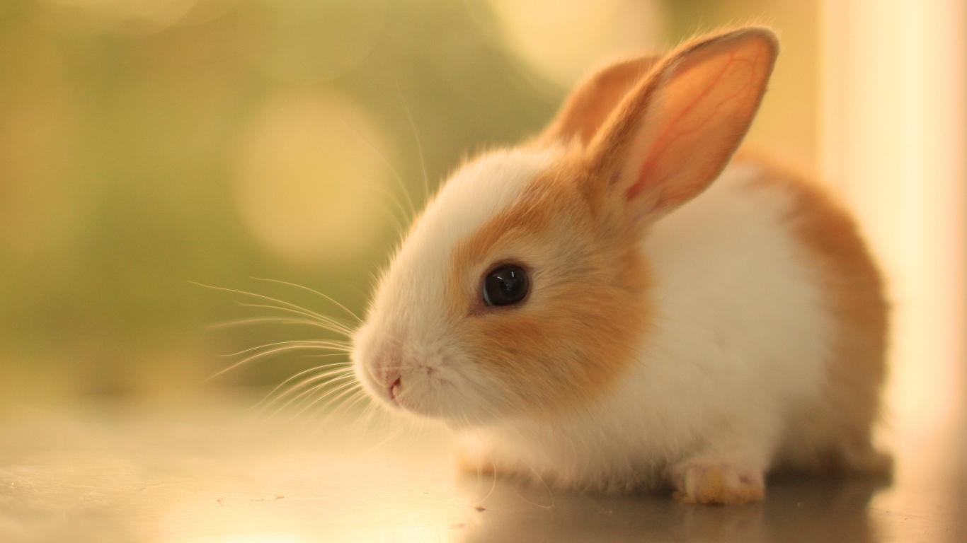 1366x768 Description: The Wallpaper Above Is Cute Rabbit HD Wallpaper