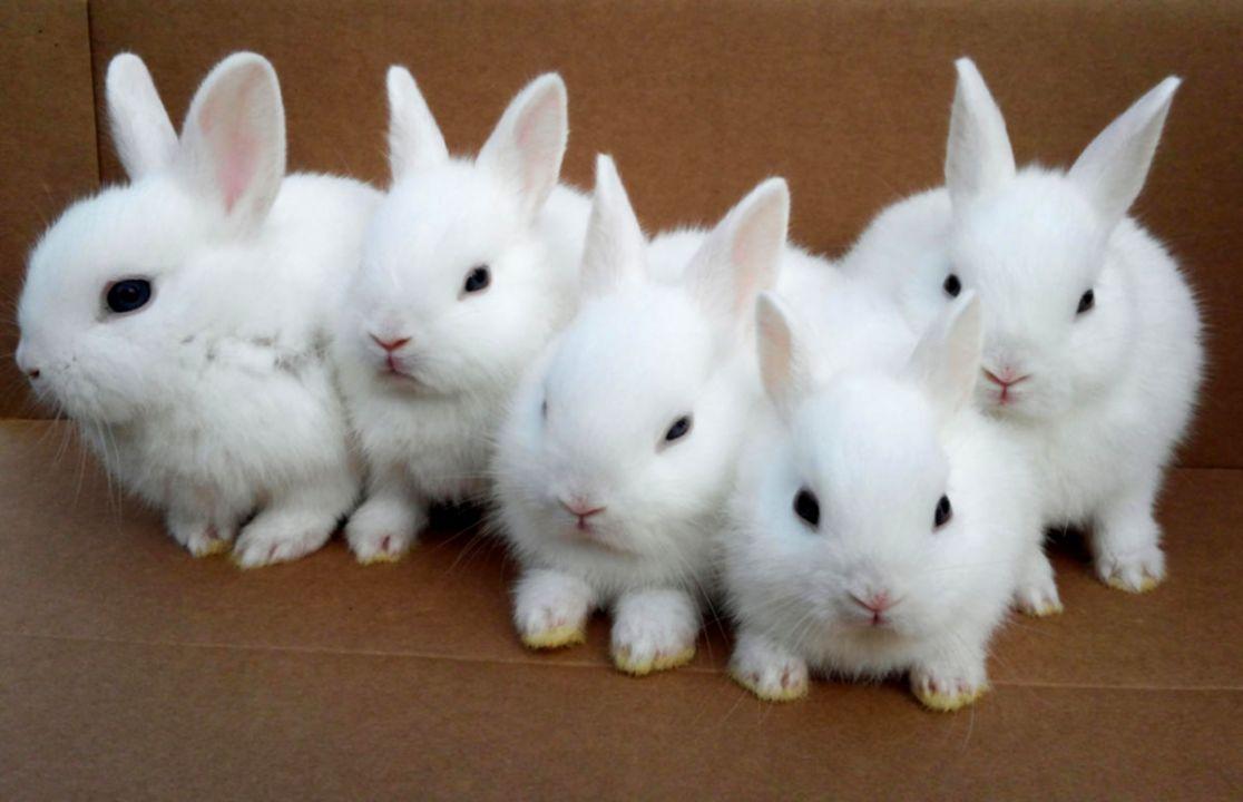 1116x720 Cute Rabbit White Wallpaper Wide. Wallpaper Background HD