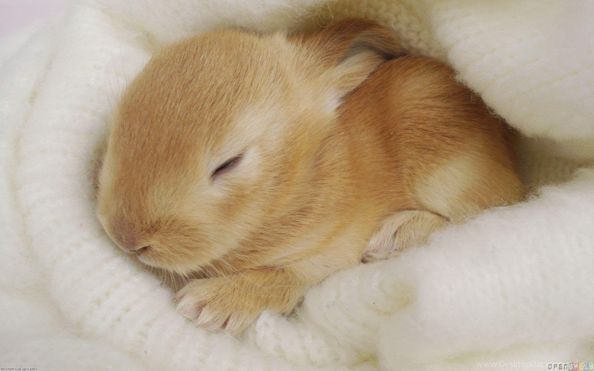 1920x1200 Wallpaper Cute Photo: Cute Bunny Wallpaper Desktop Background
