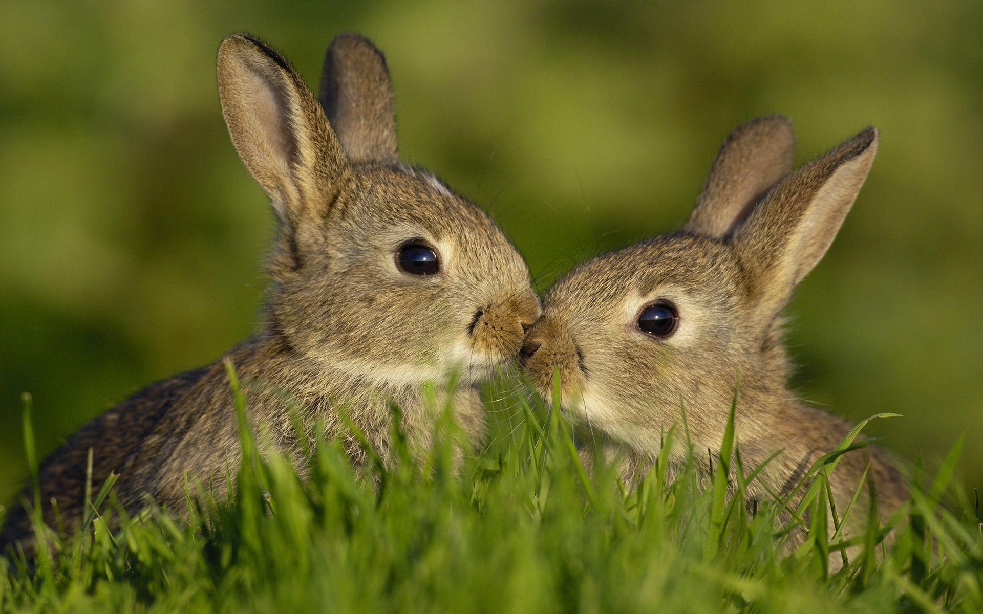 1920x1200 Cute Bunnies In High Resolution HD Desktop Wallpaper, Instagram