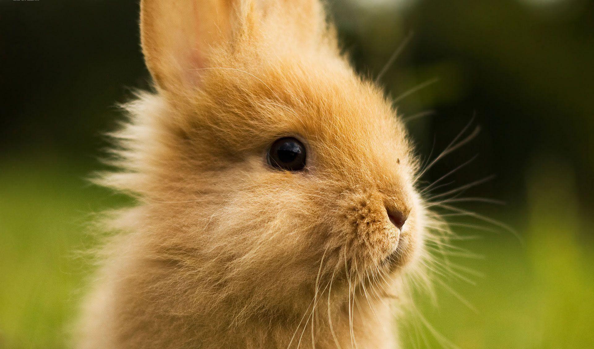 Cute Bunny Desktop Wallpapers Top Free Cute Bunny Desktop Backgrounds