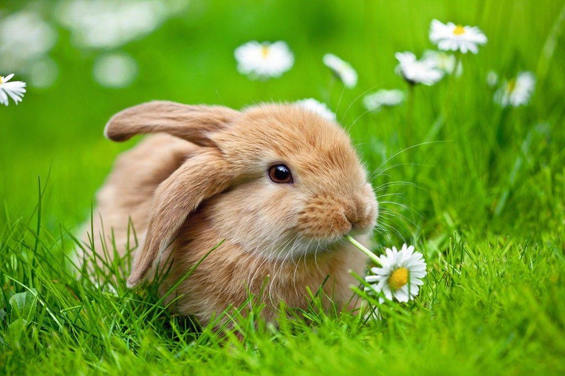 Cute bunny. Кролик. Красивый кролик. Милый кролик. Милые зайчики.