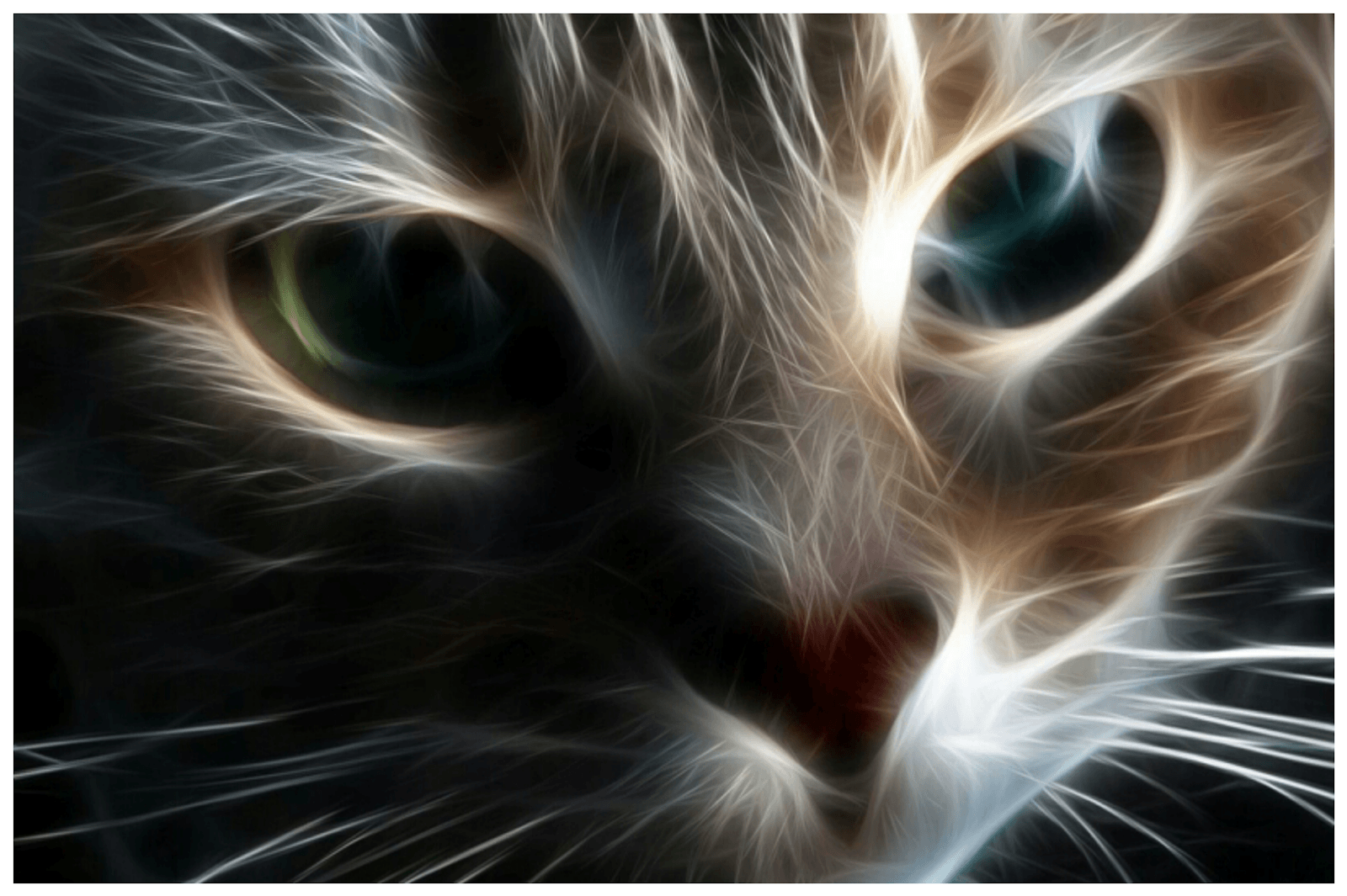 Cat Desktop Wallpapers - Top Free Cat Desktop Backgrounds - WallpaperAccess